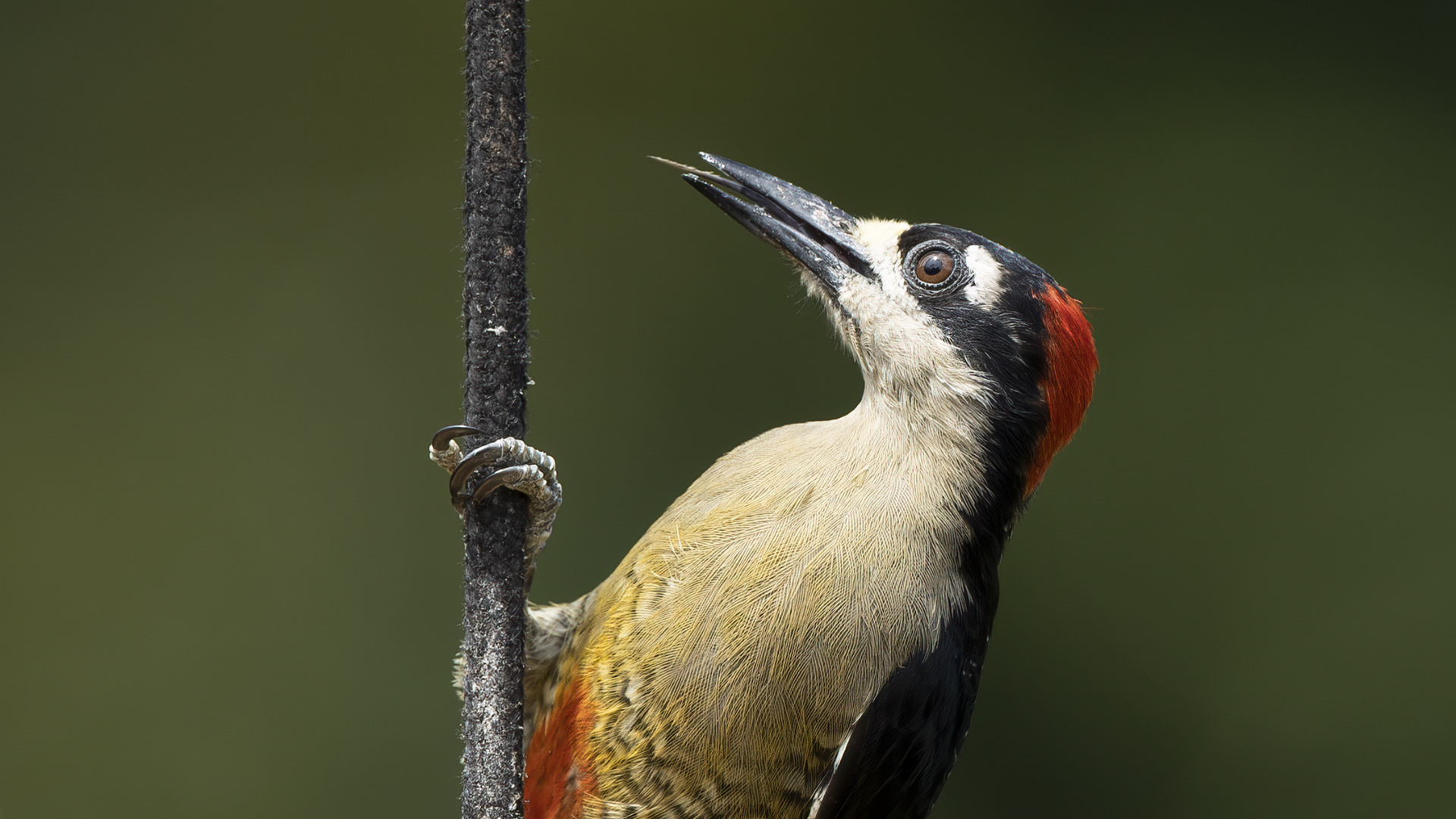 Black-cheeked Woodpecker
