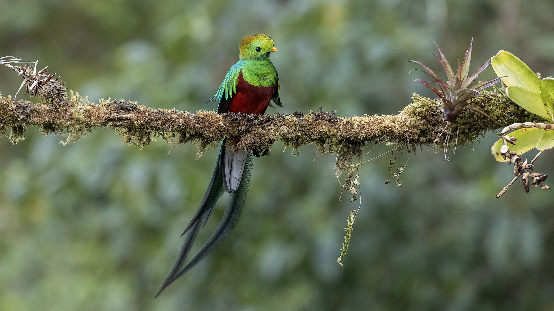 Resplendent Quetzal