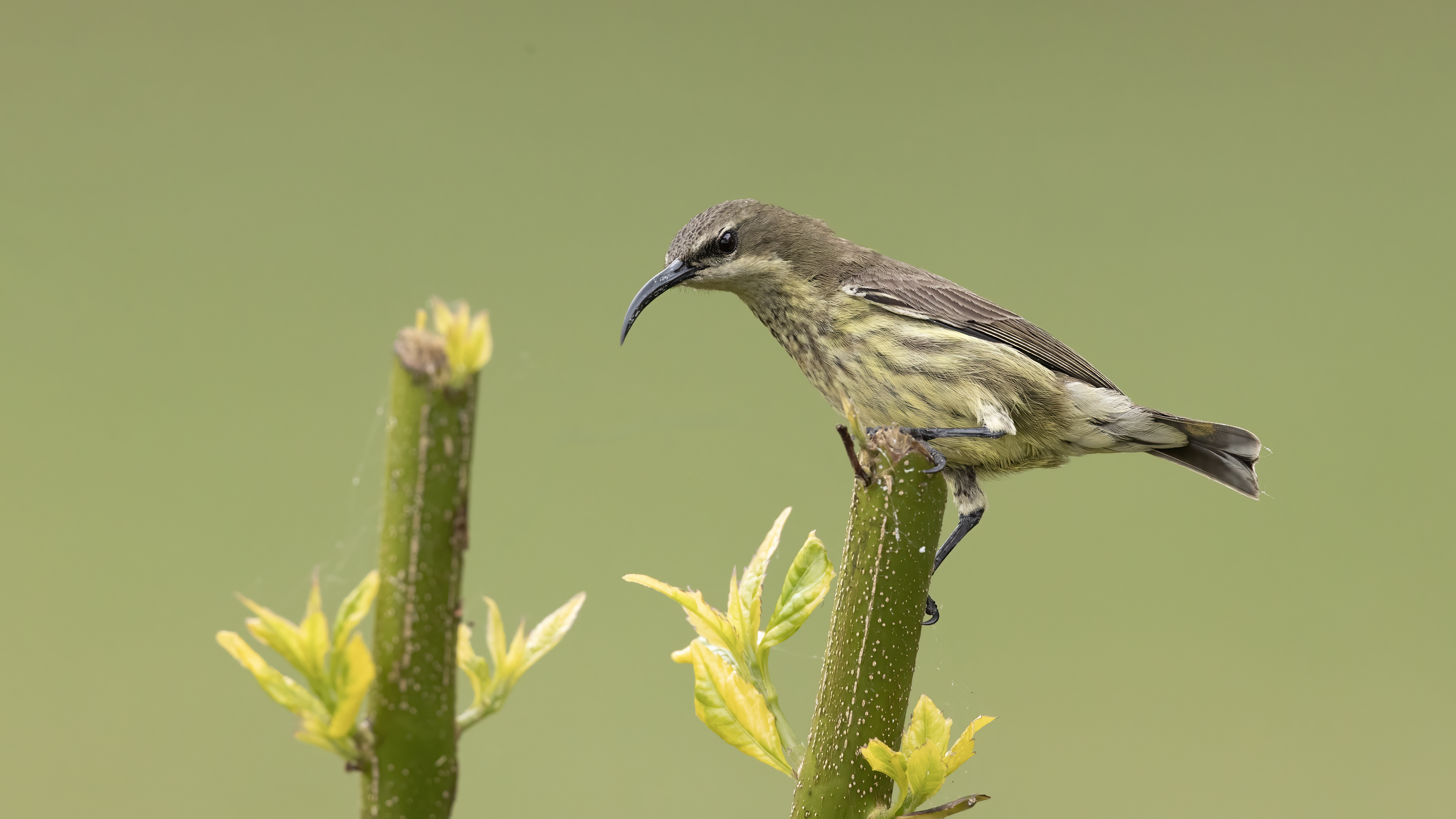 Mariqua Sunbird