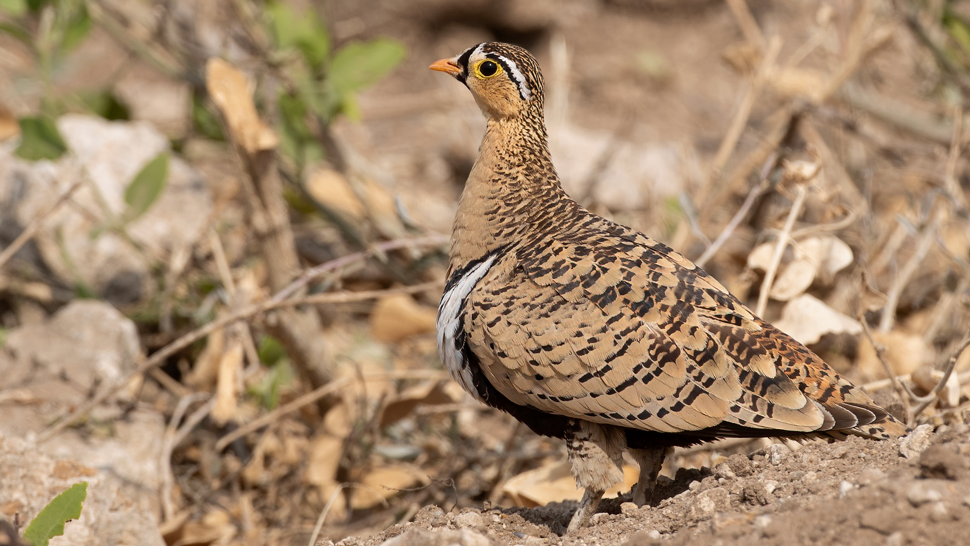 Black-faced Sandgrouse — Ana fotoğraf
