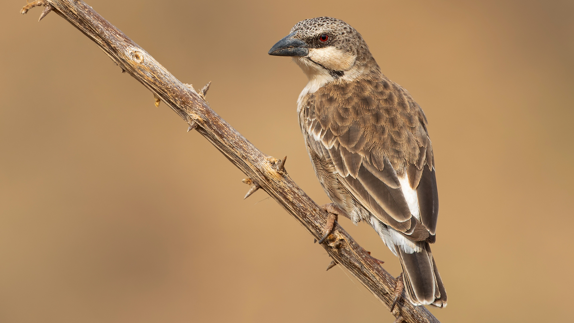 Donaldson-Smith's Sparrow-Weaver