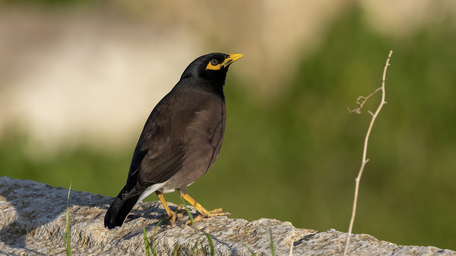 Common Myna