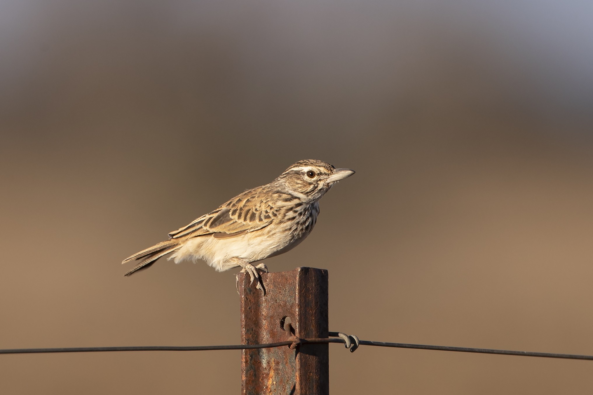 Sabota Lark