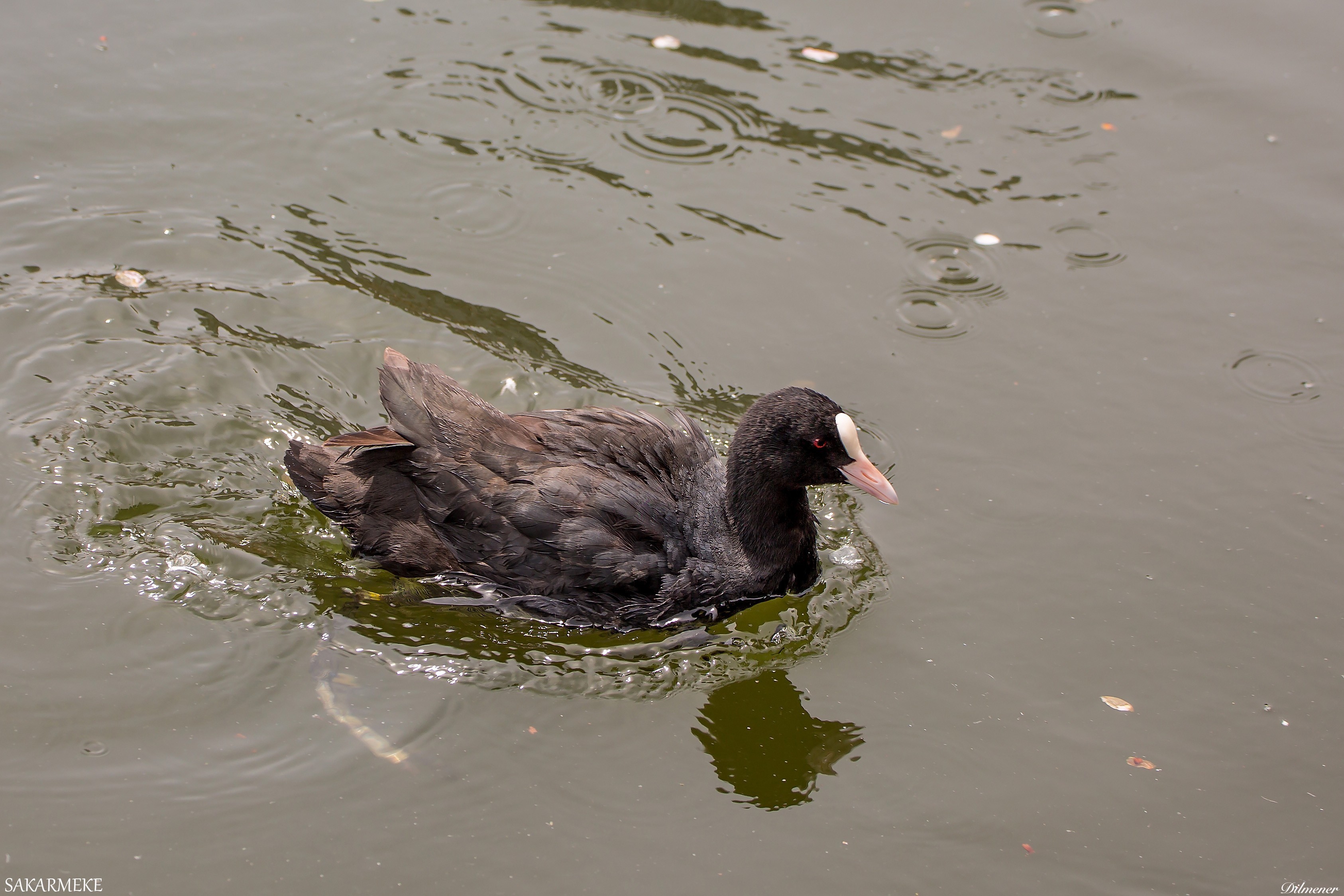 Eurasian Coot