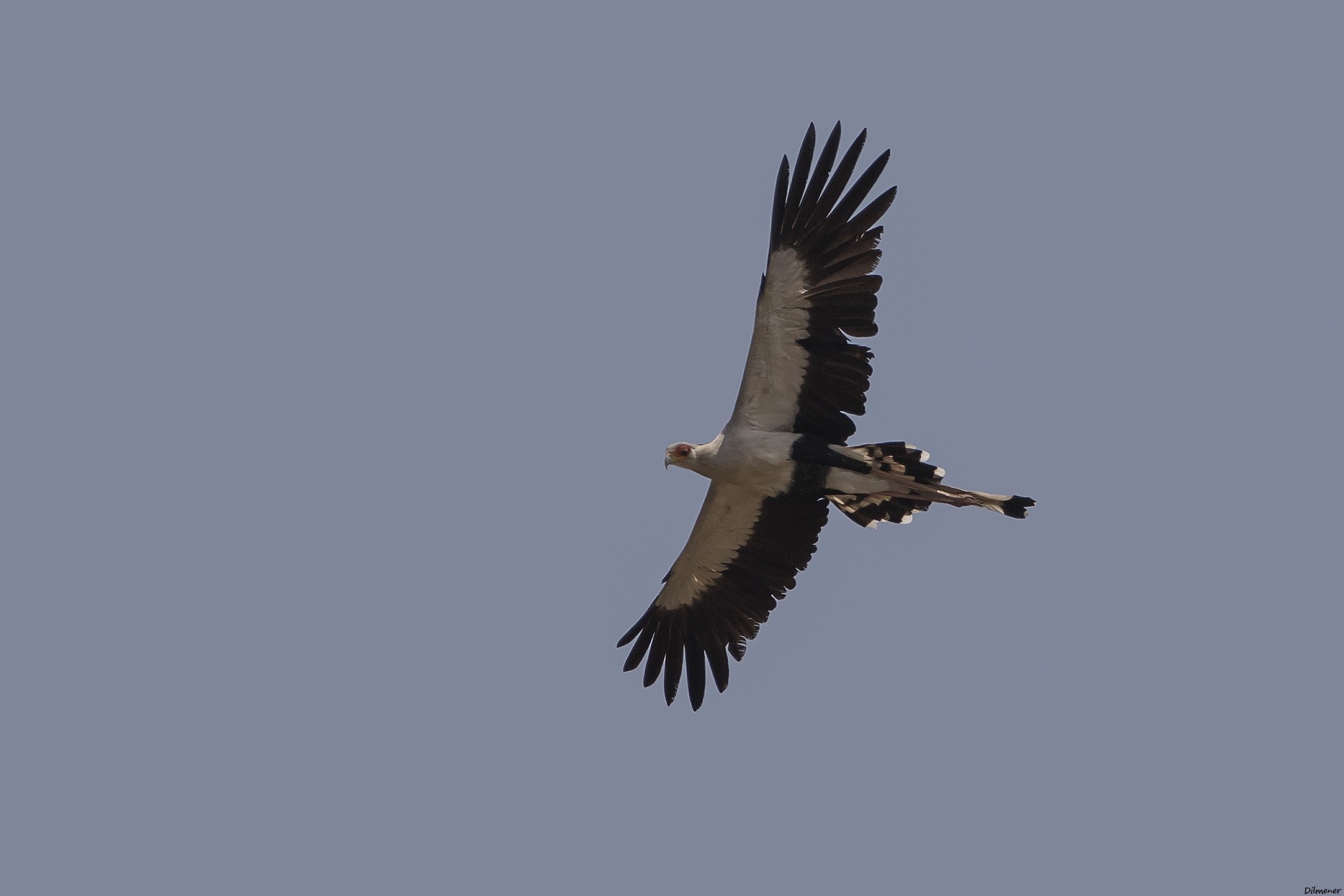 Secretarybird