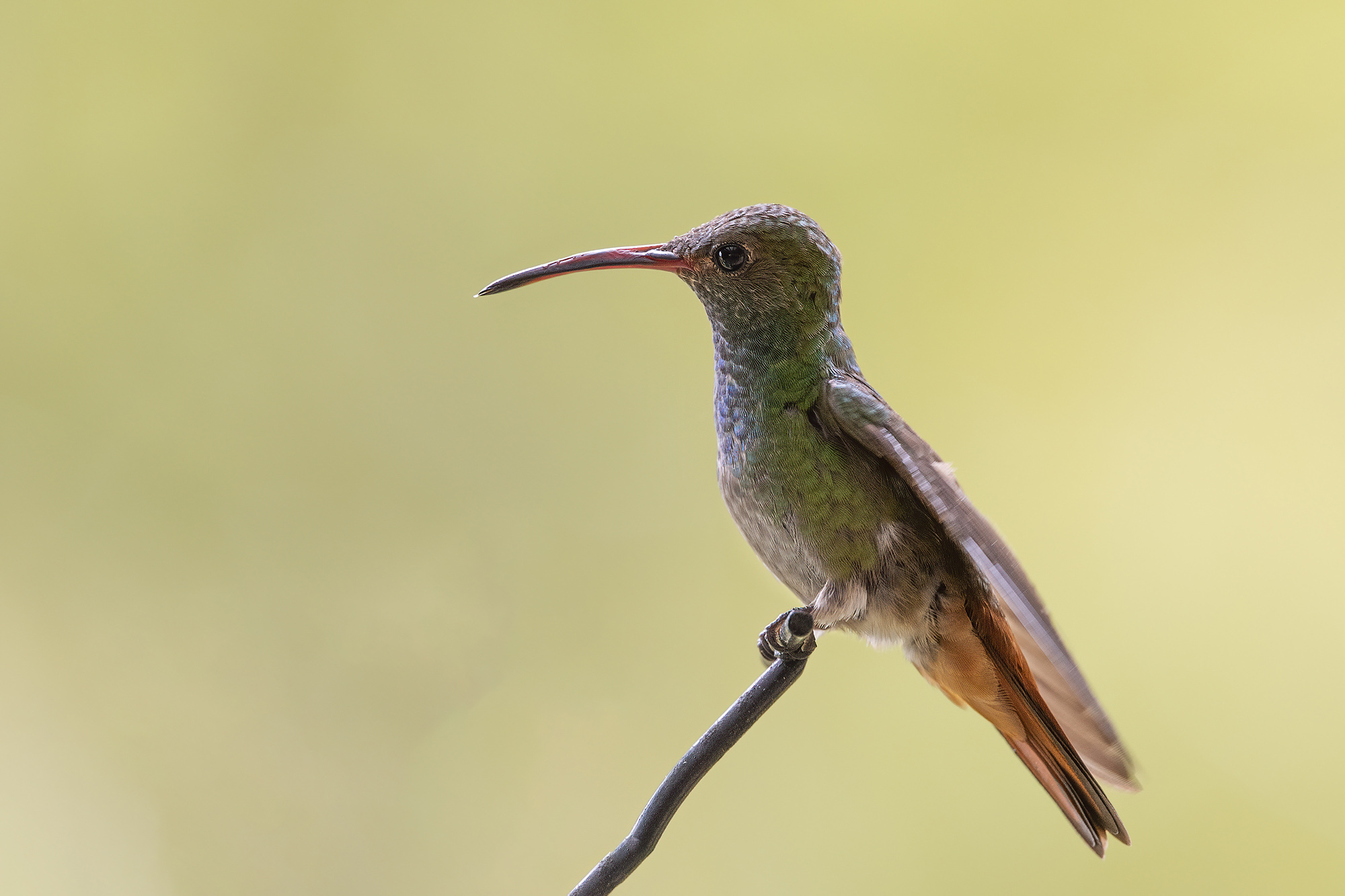 Acadian Flycatcher