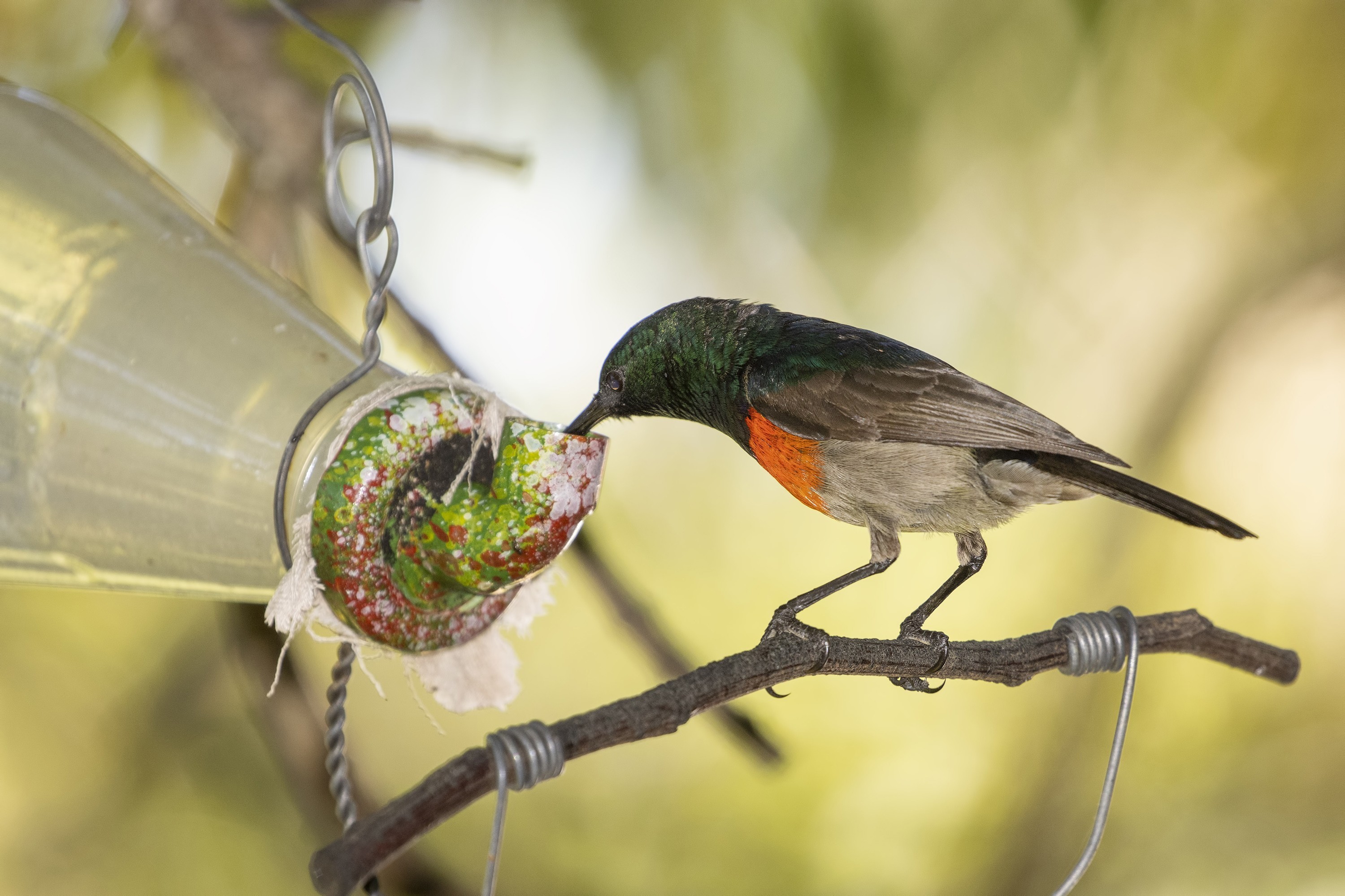 Southern Double-collared Sunbird
