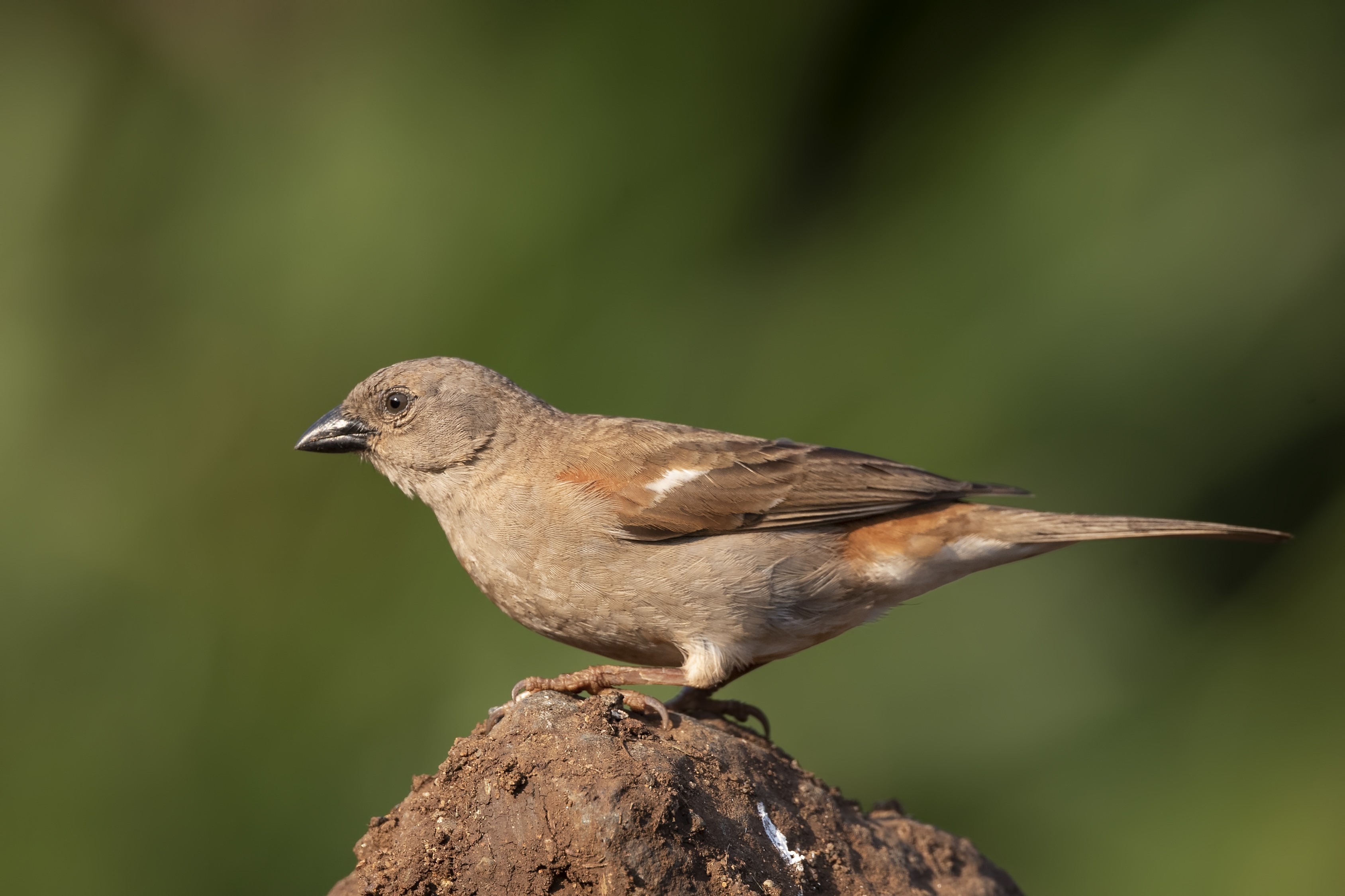 Southern Grey-headed Sparrow