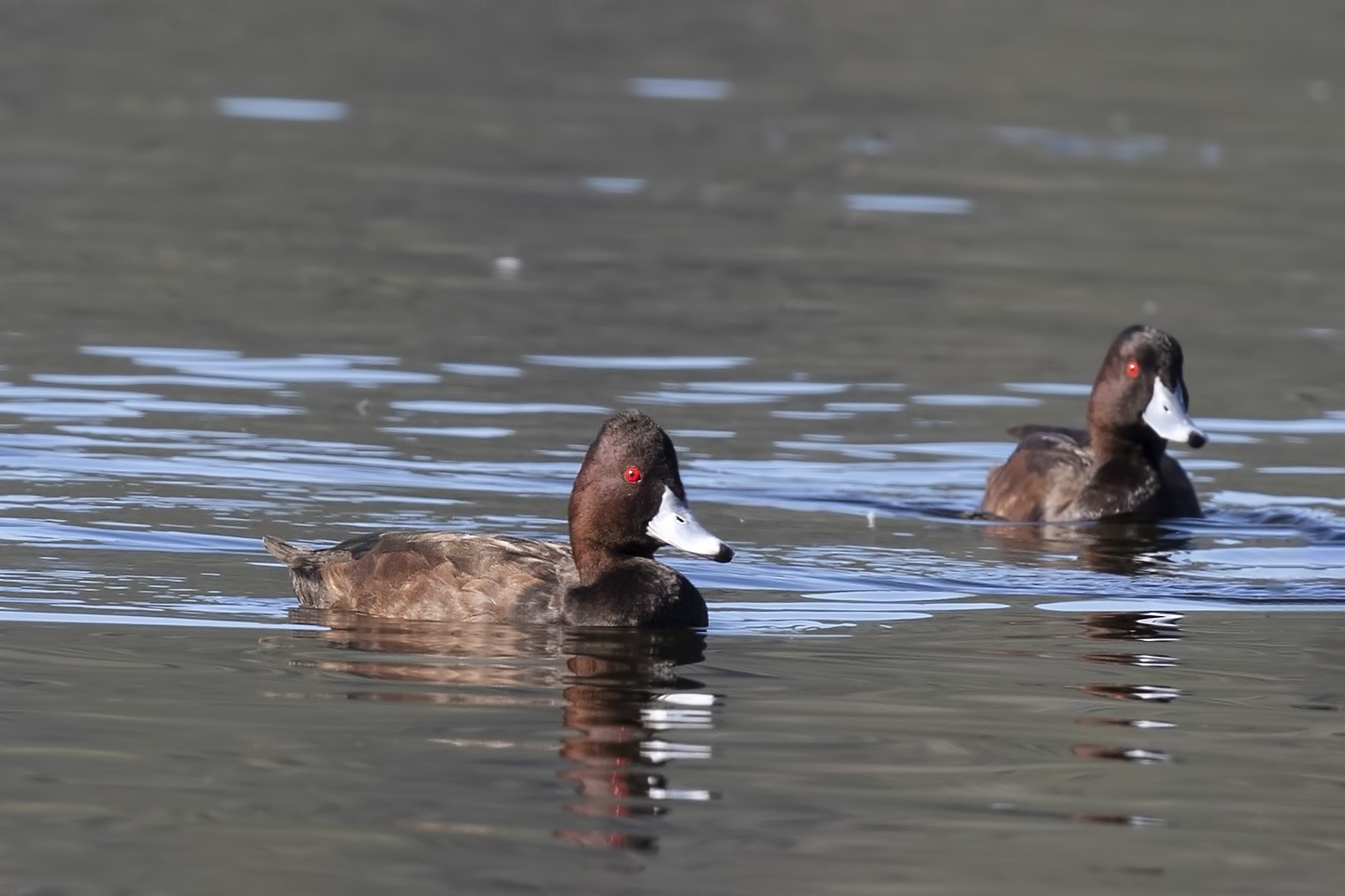 Southern Pochard