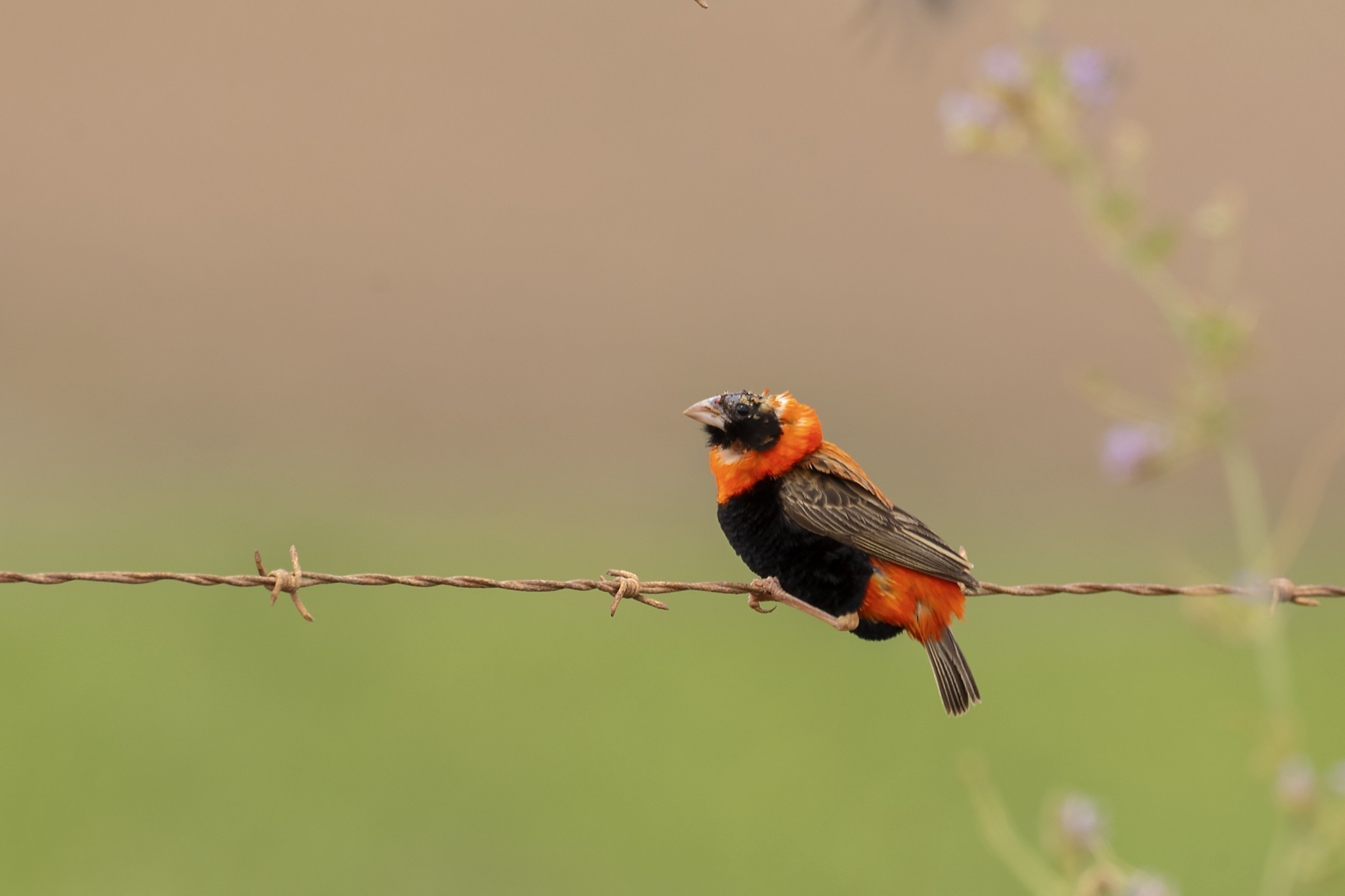 Southern Red Bishop — Ana fotoğraf