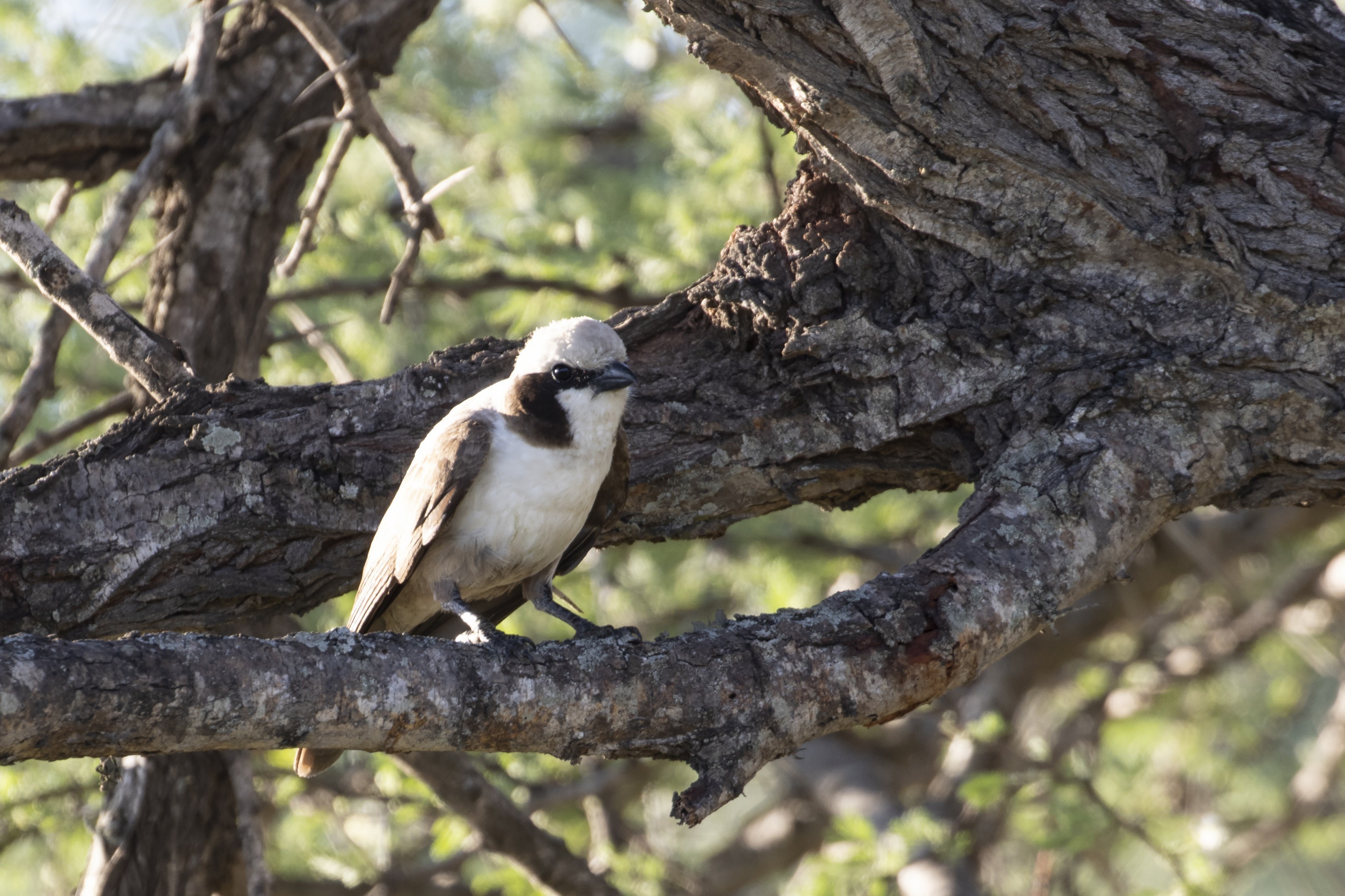 Southern White-crowned Shrike