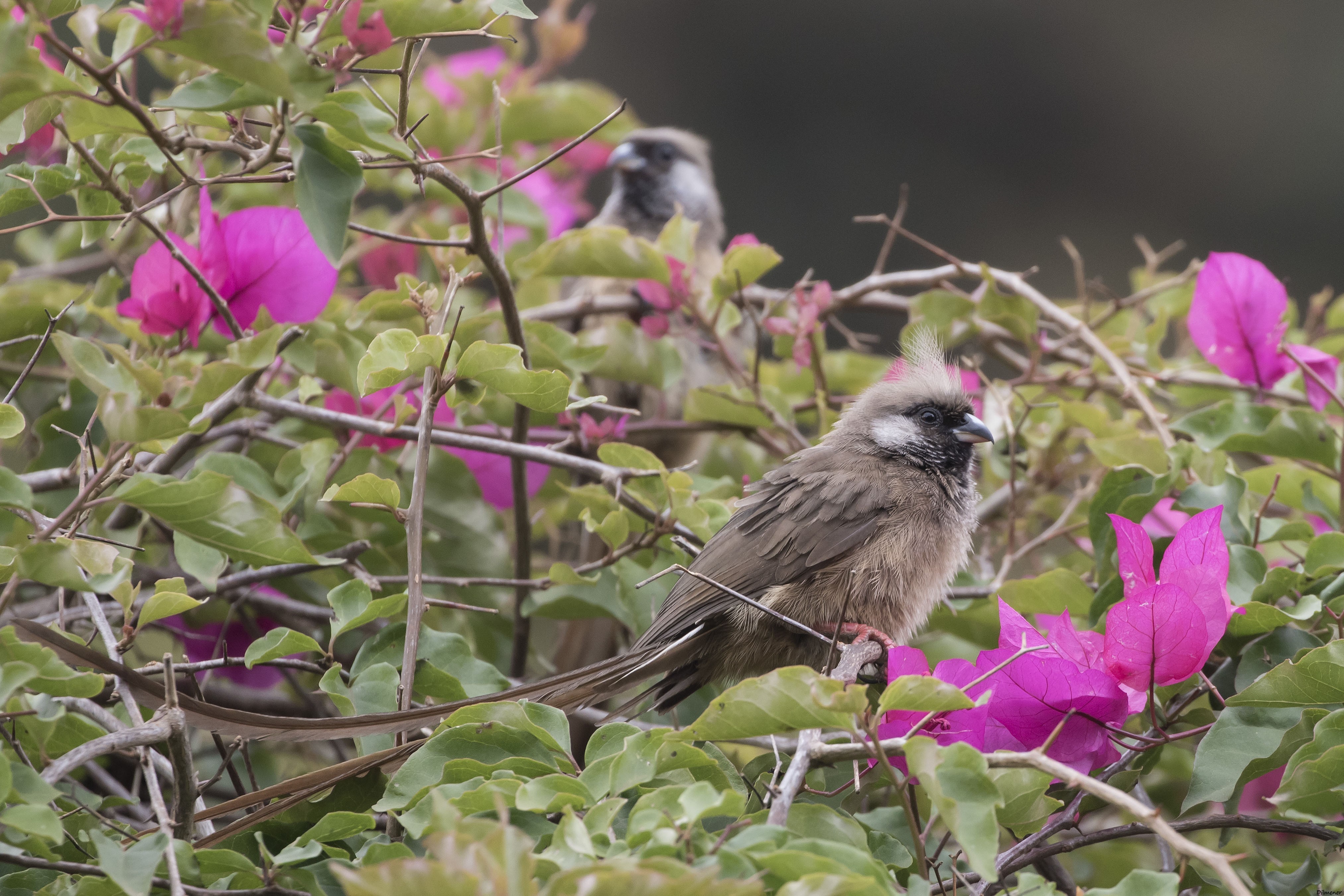 Speckled Mousebird — Ana fotoğraf