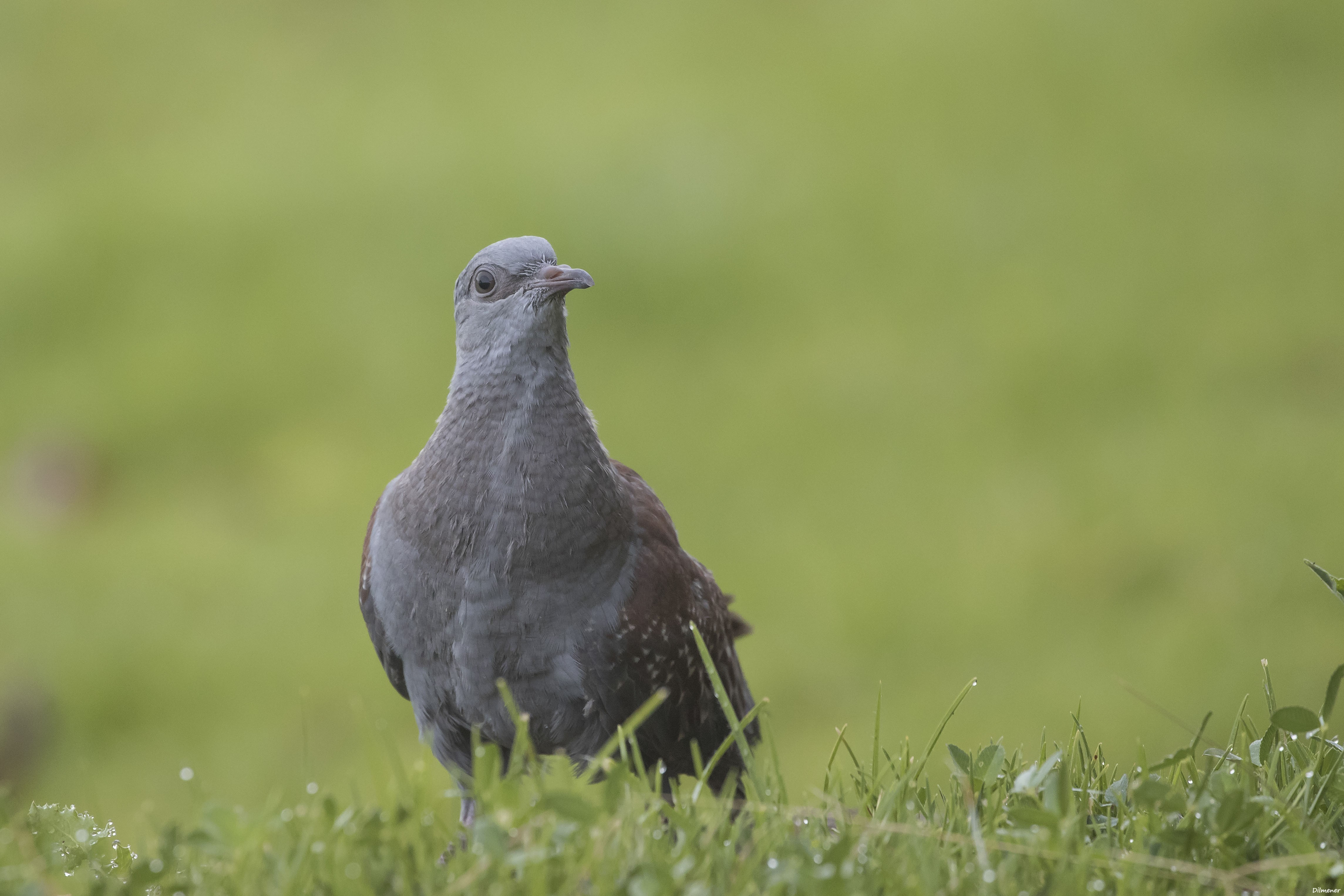 Speckled Pigeon