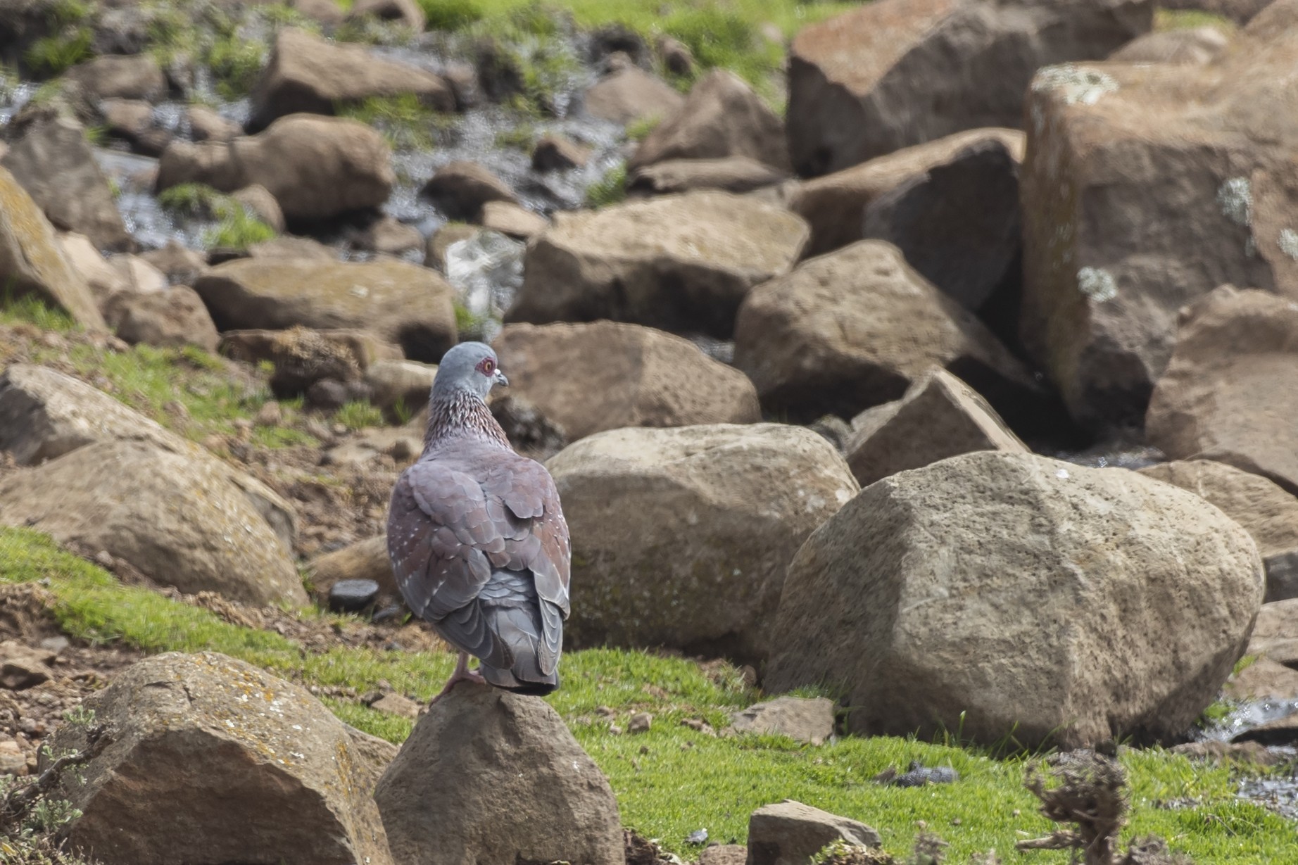 Speckled Pigeon — Ana fotoğraf