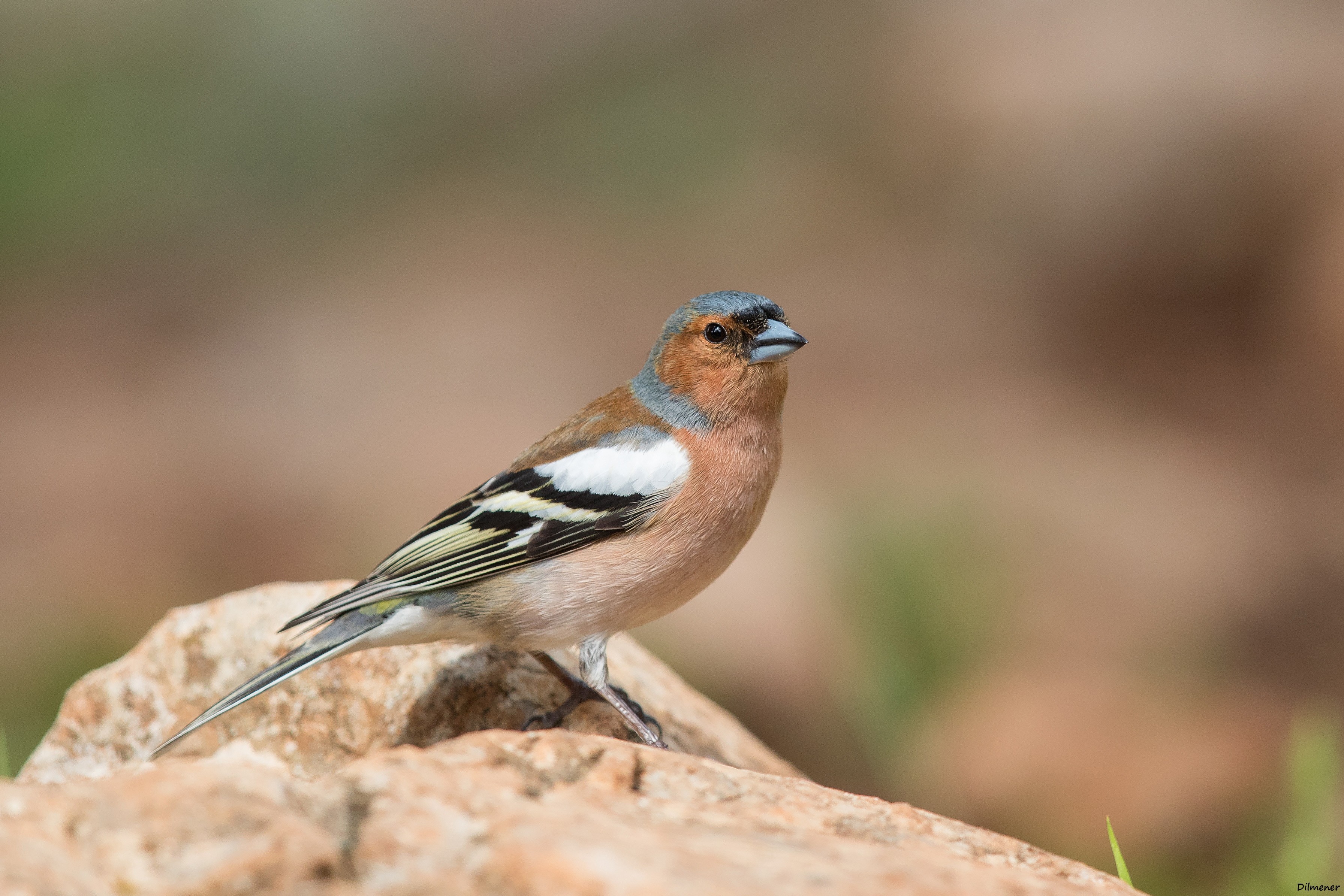 Common Chaffinch