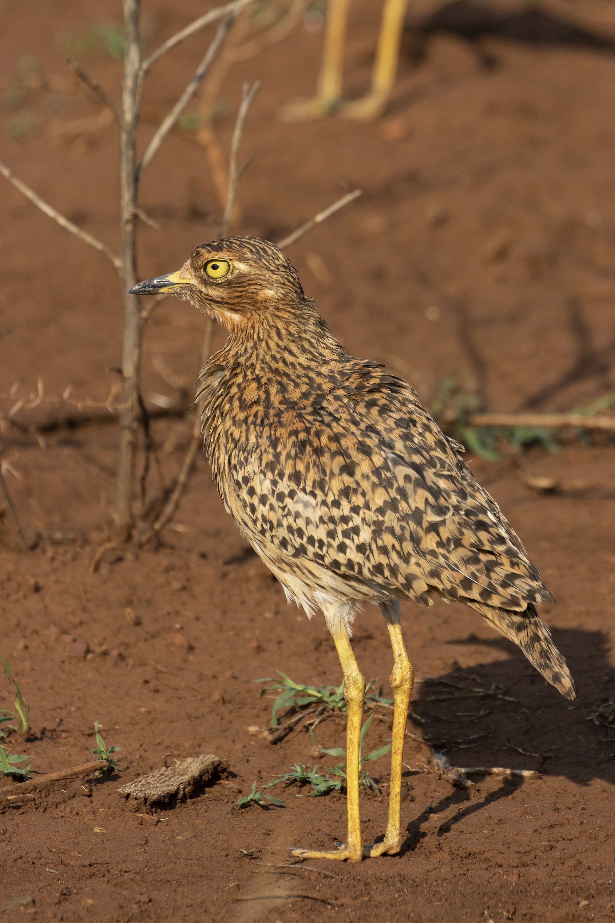 Spotted Thick-knee — Ana fotoğraf