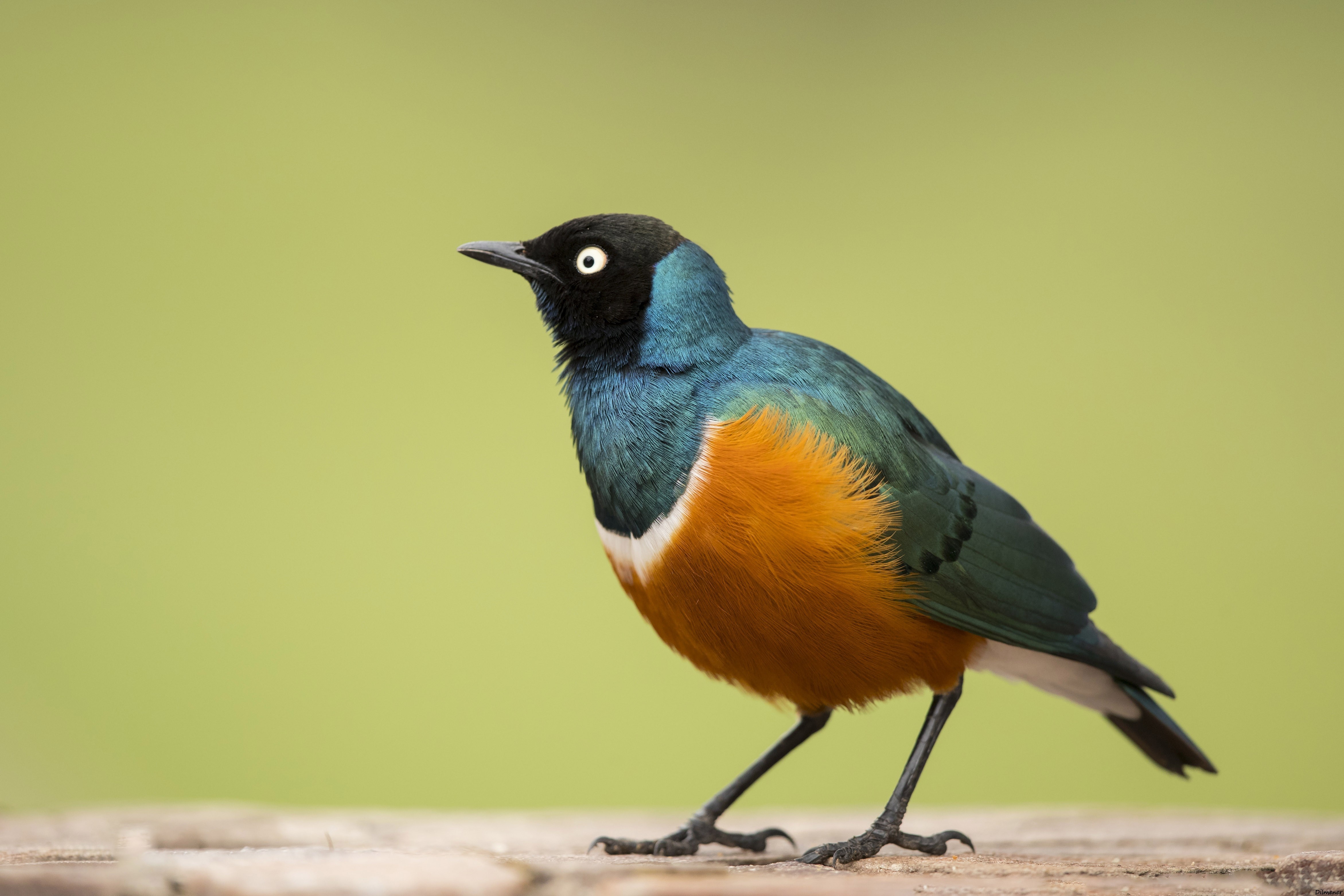 Superb Starling