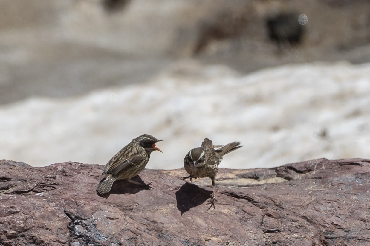 Radde's Accentor