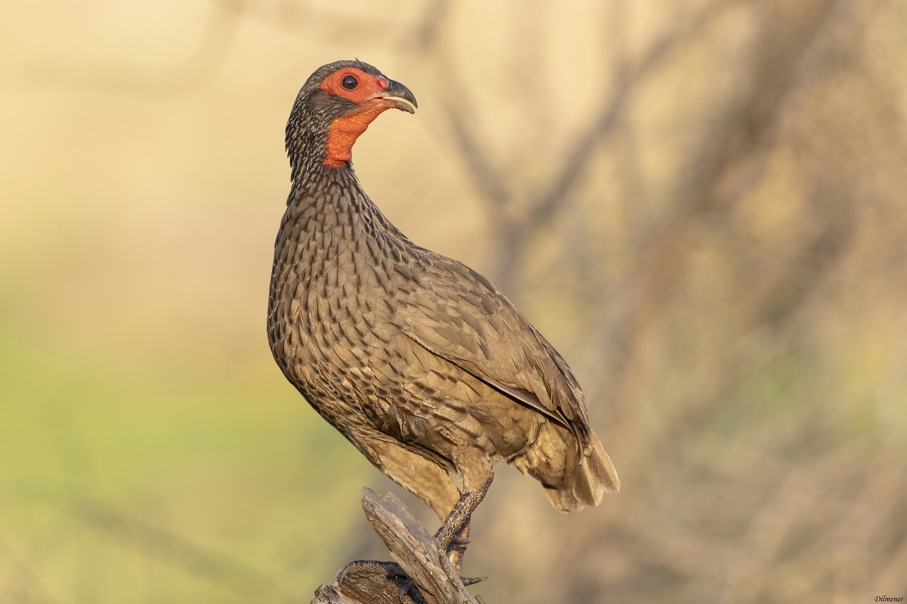 Swainson's Francolin — Ana fotoğraf
