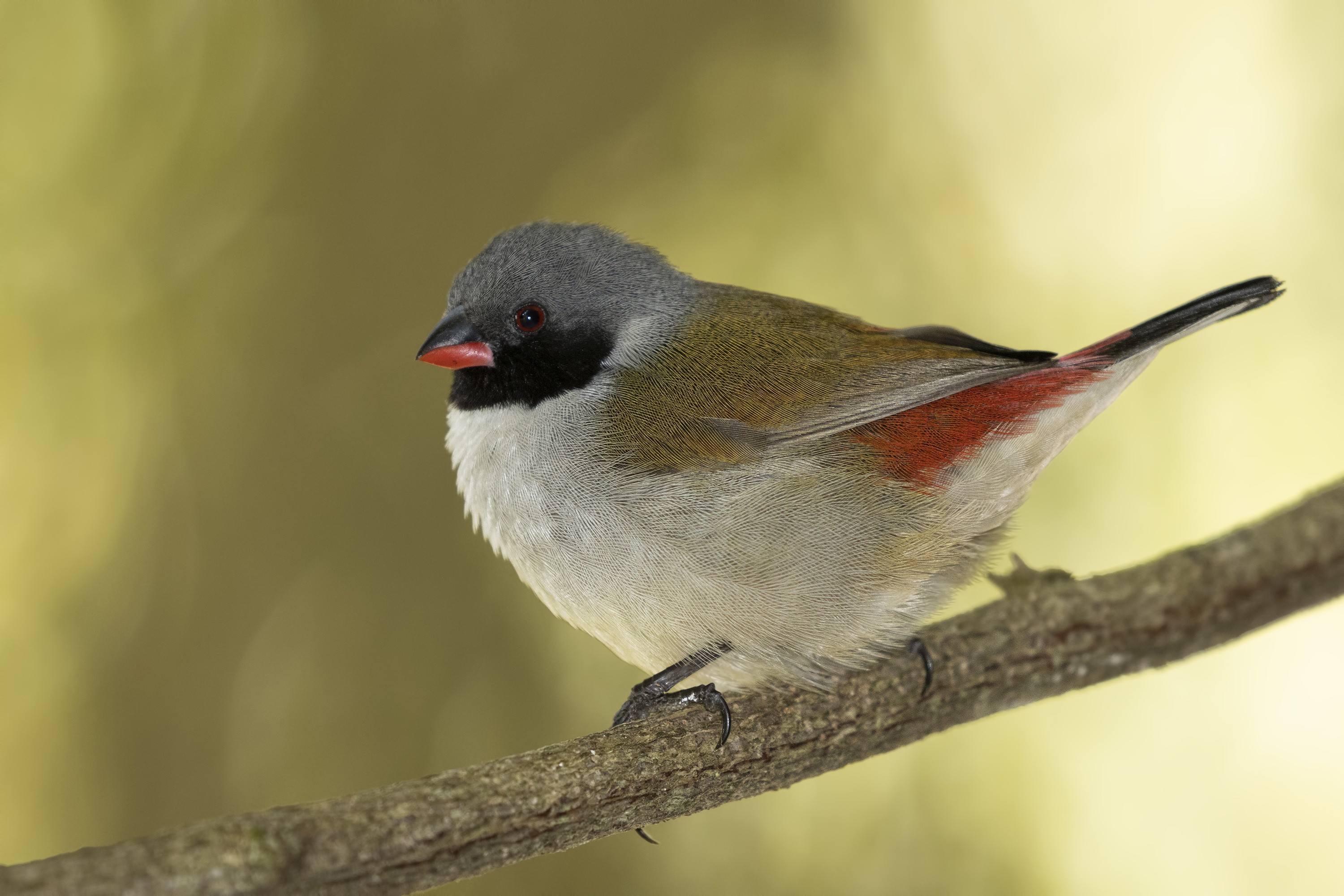 Swee Waxbill — Ana fotoğraf