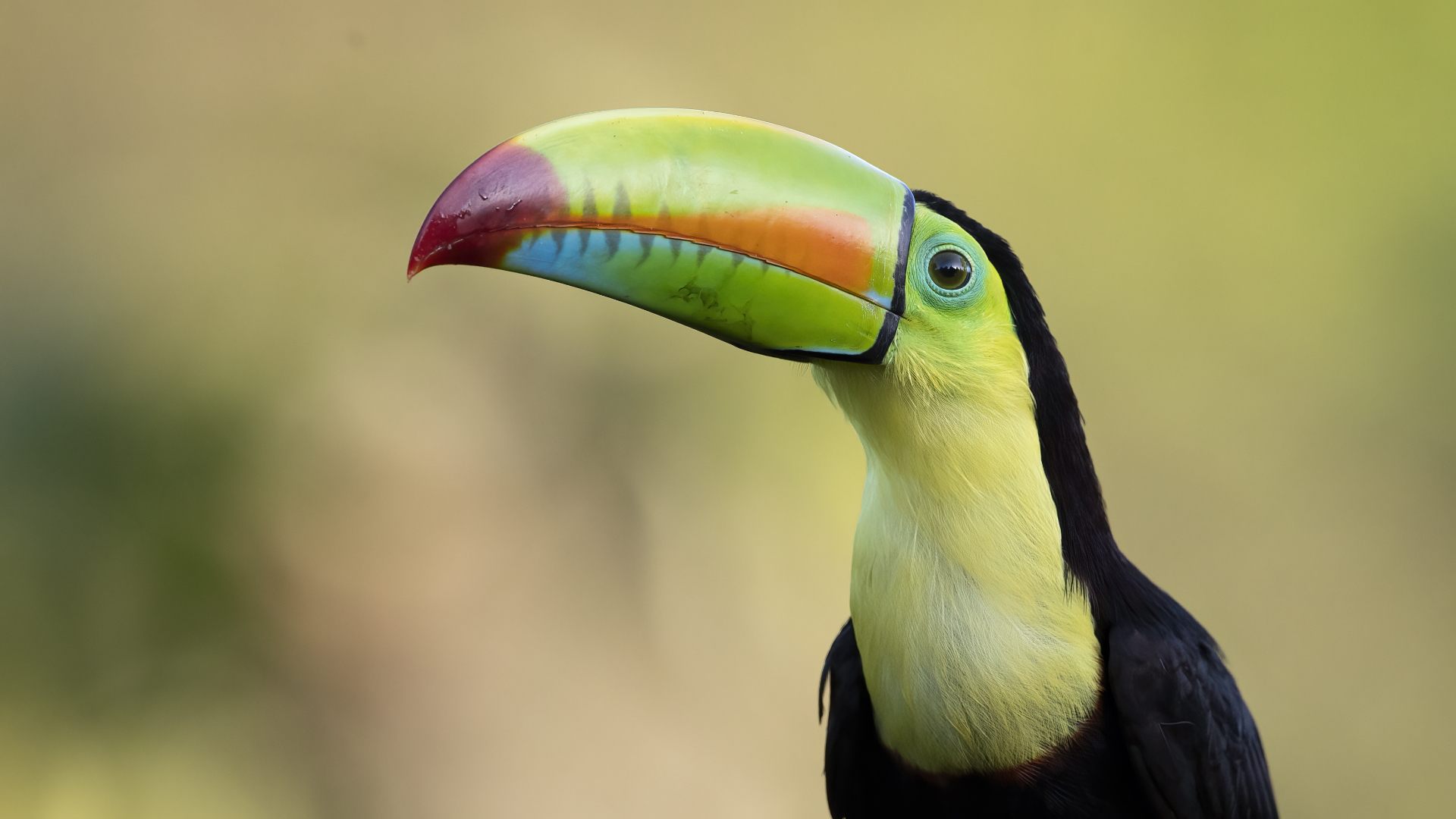 Keel-billed Toucan