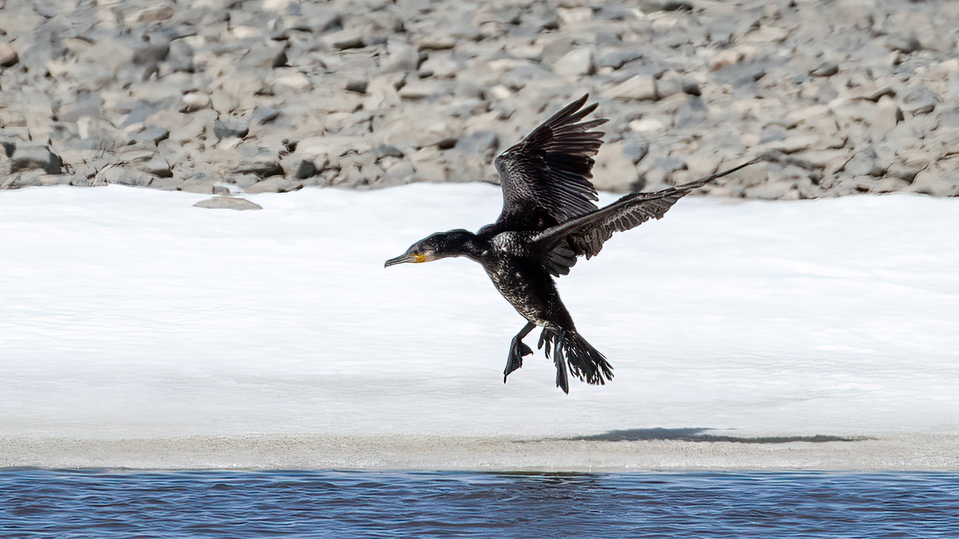 Great Cormorant