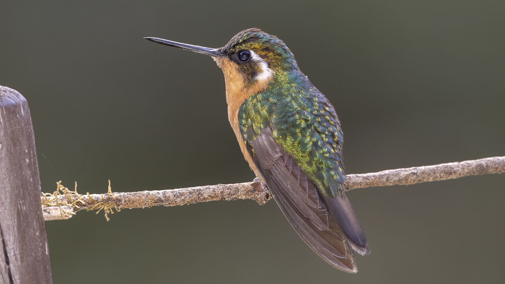 Acadian Flycatcher