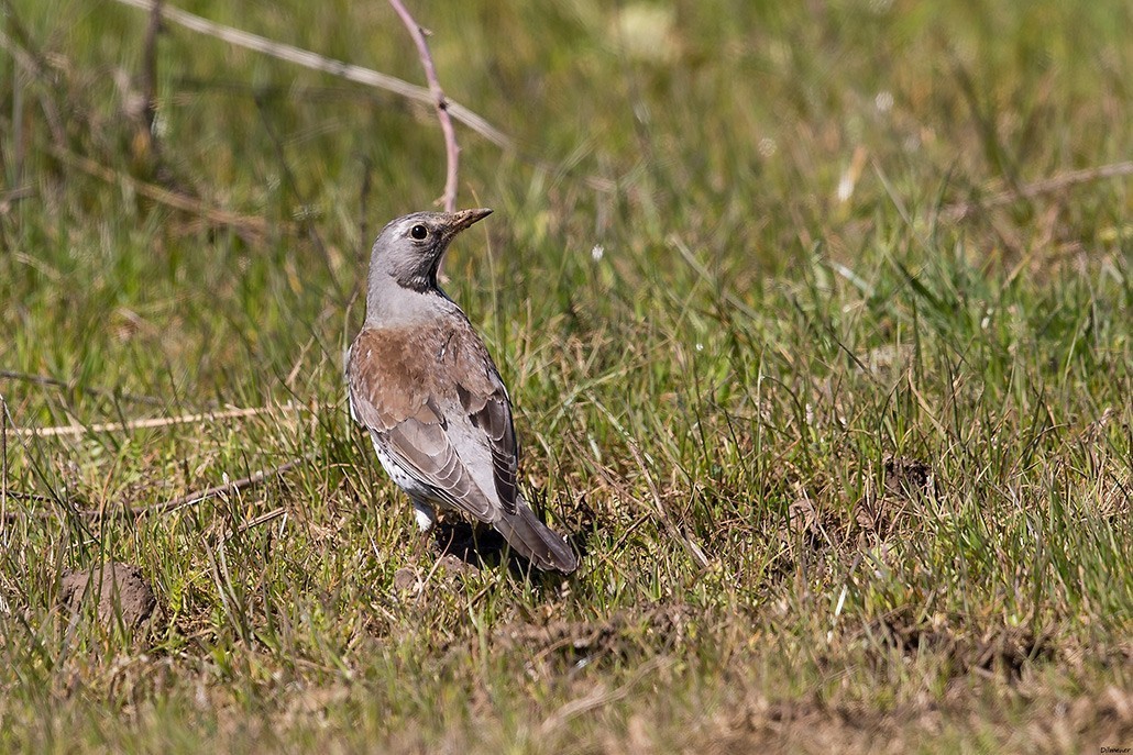 Fieldfare
