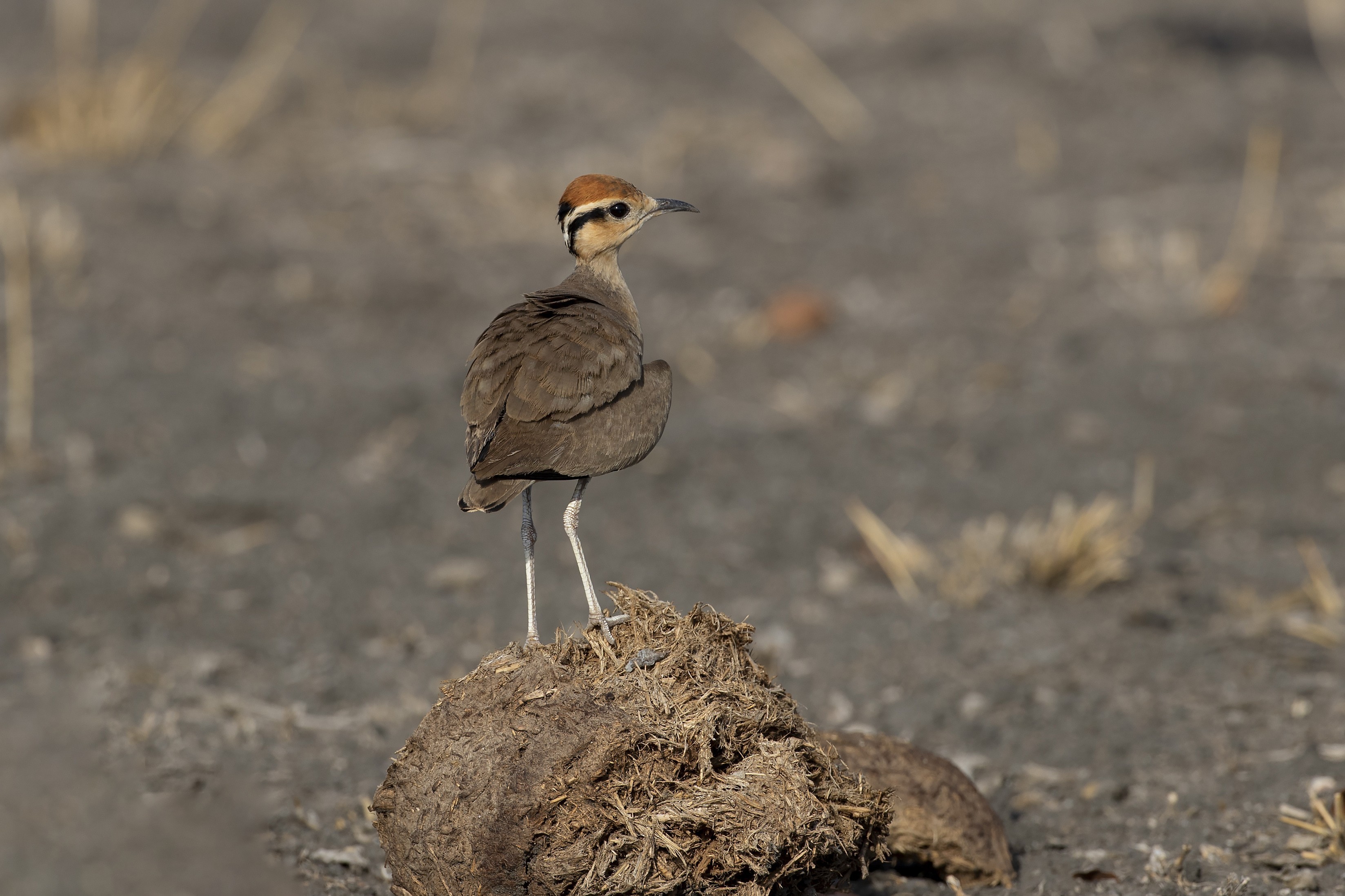Temminck's Courser