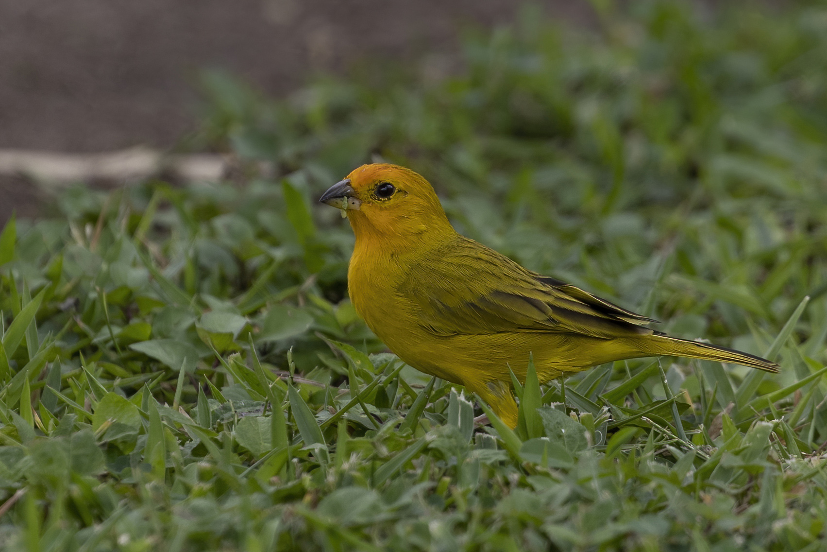 Acadian Flycatcher