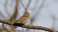 Rustic Bunting
