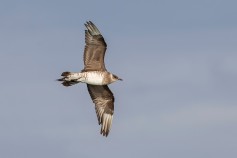 Parasitic Jaeger