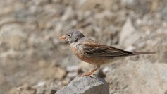 Gray-necked Bunting