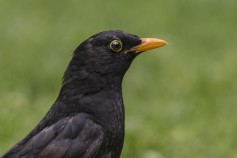 Karatavuk