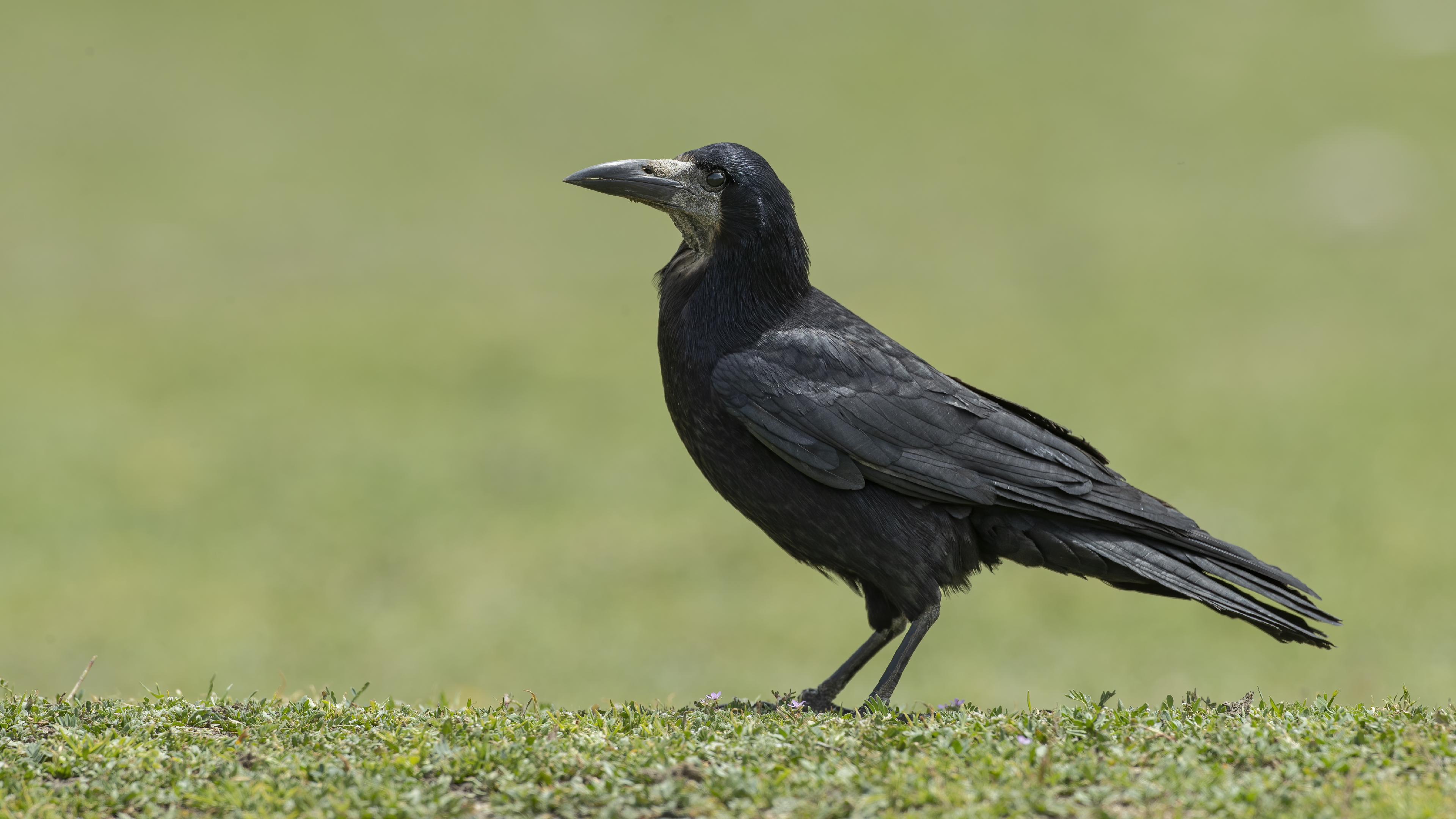 Rook — Ana fotoğraf