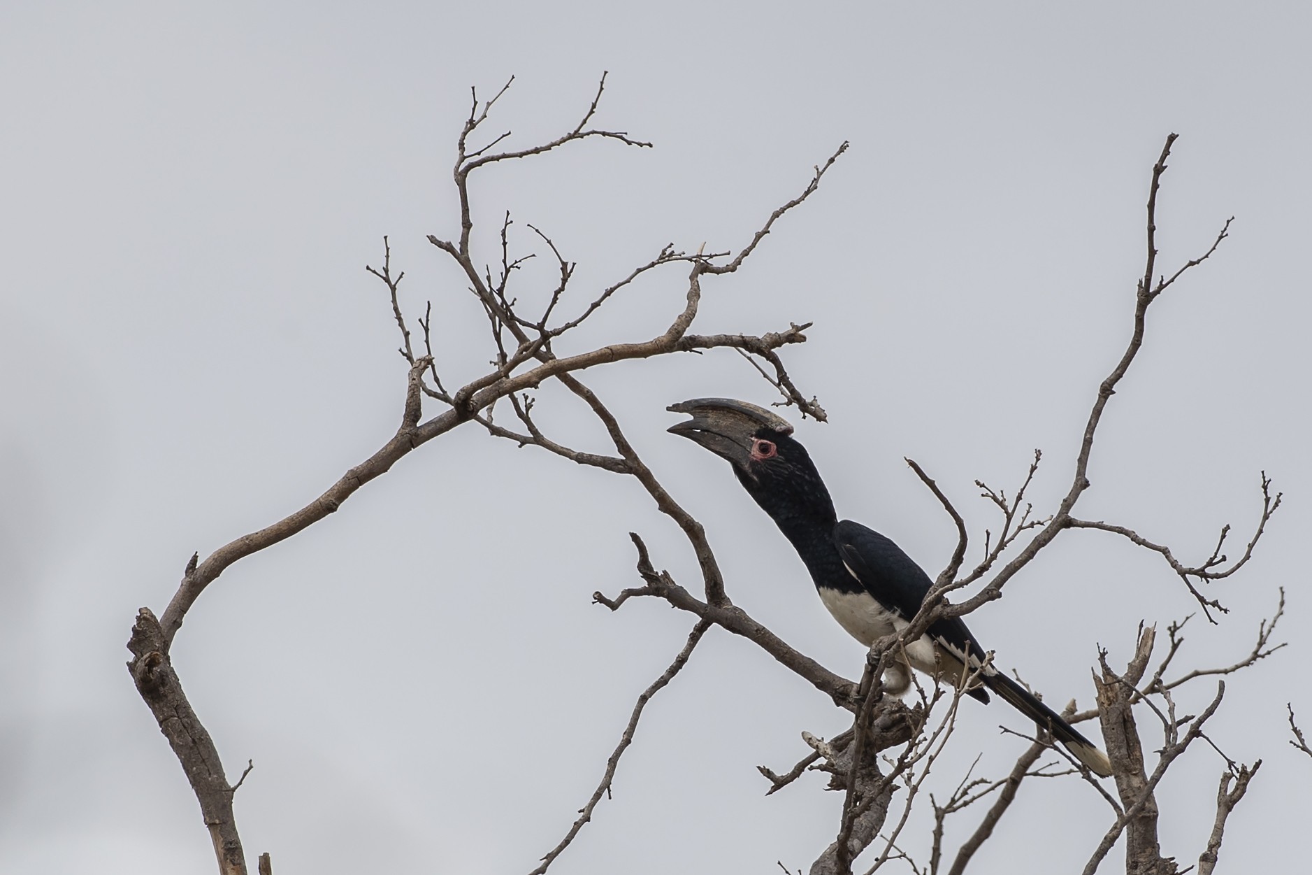 Trumpeter Hornbill