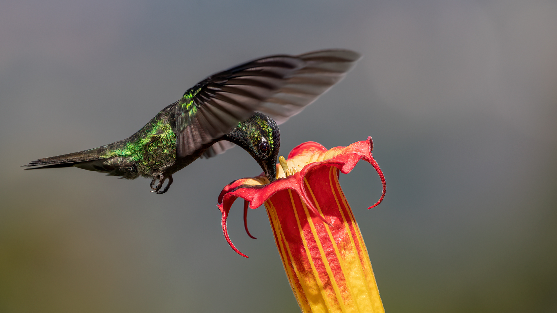 Talamanca Hummingbird