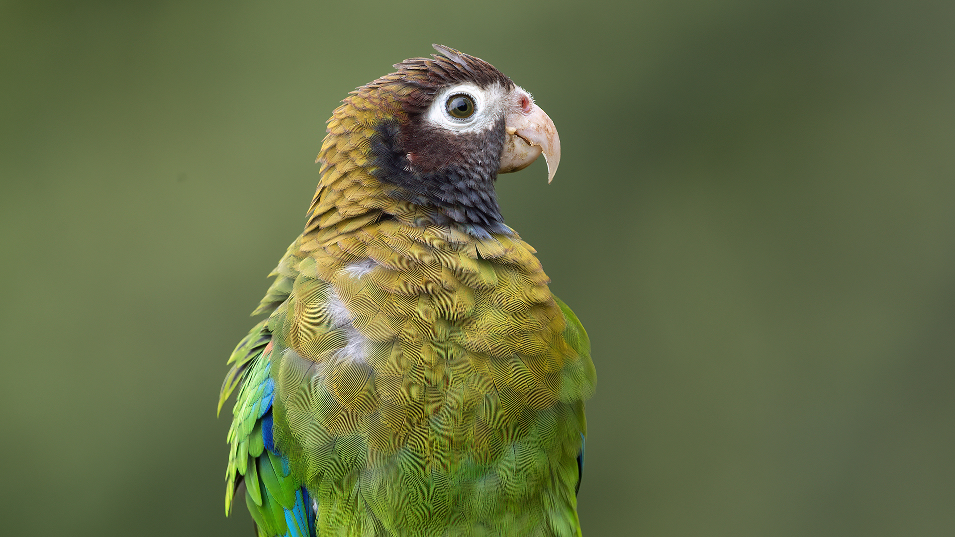 Brown-hooded Parrot