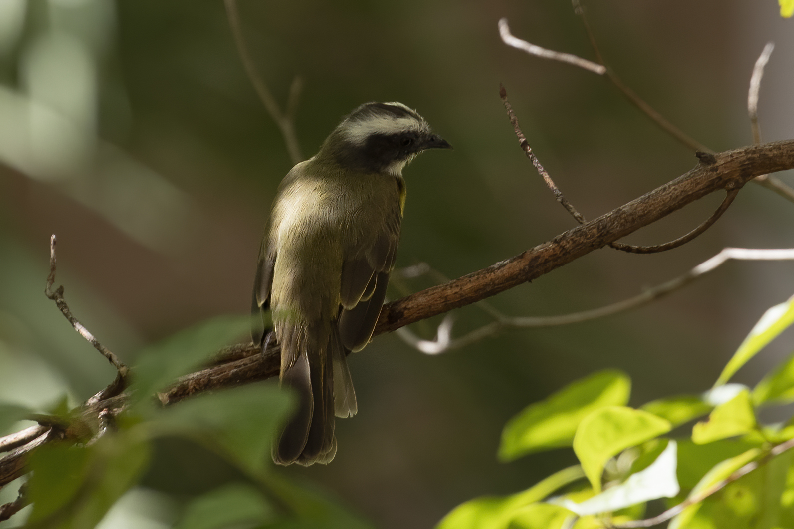 Acadian Flycatcher