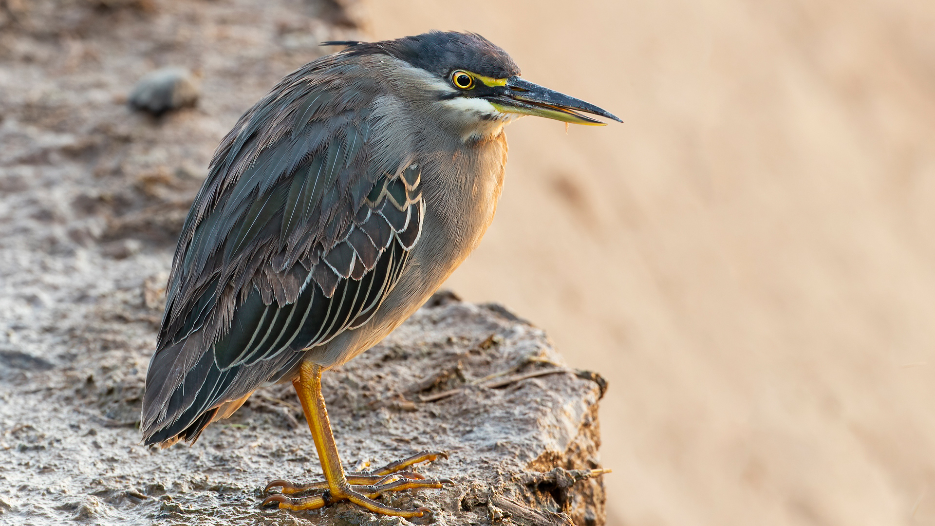 Abbott's Starling