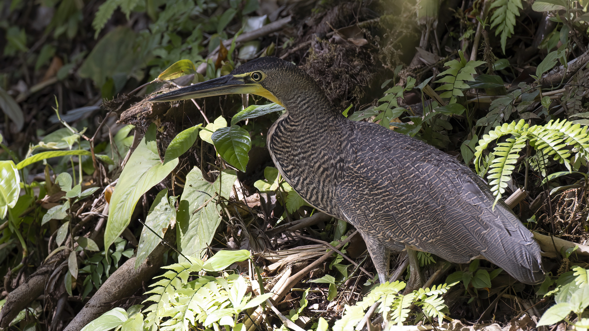 Bare-throated Tiger-Heron