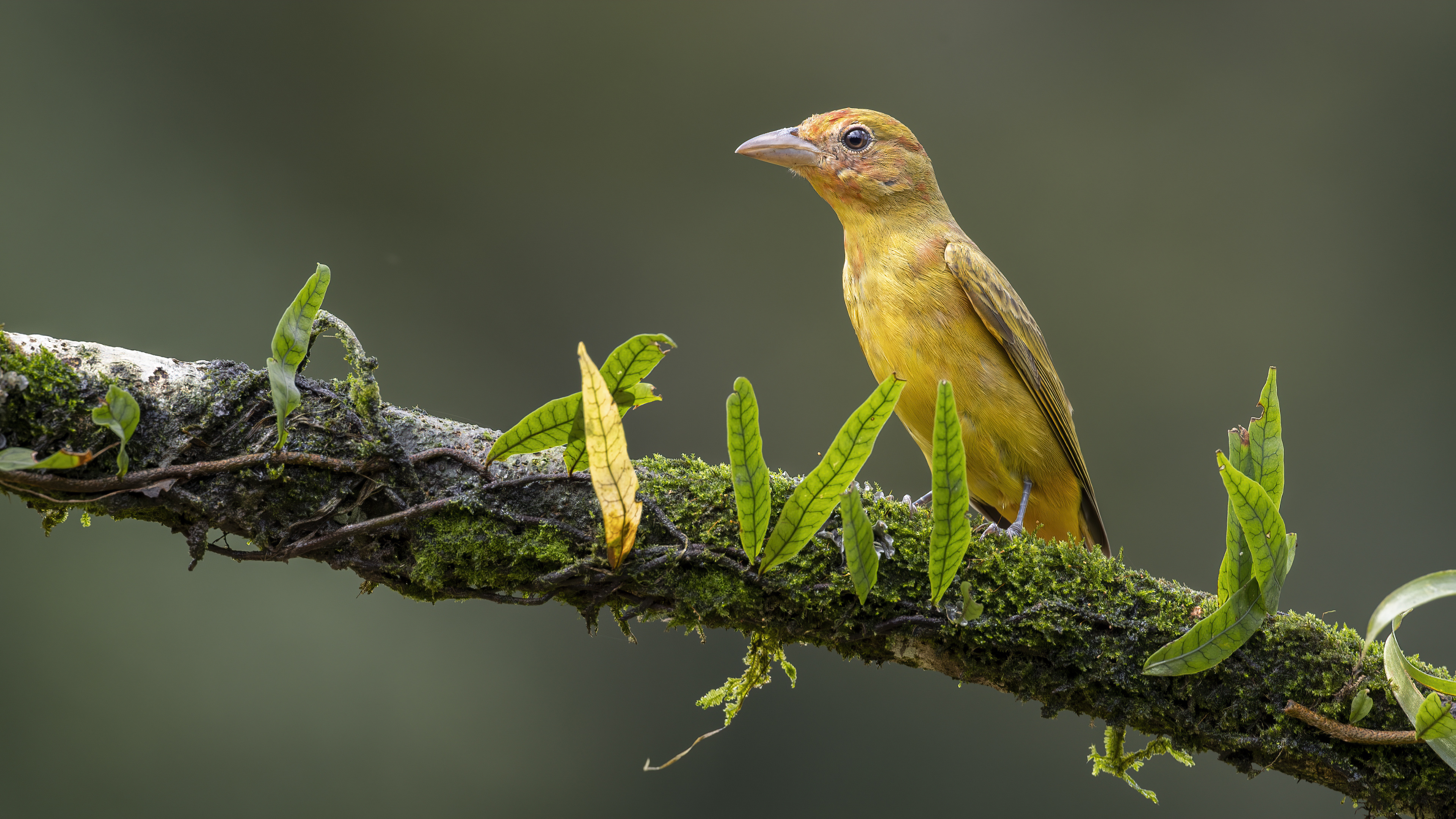 Acadian Flycatcher