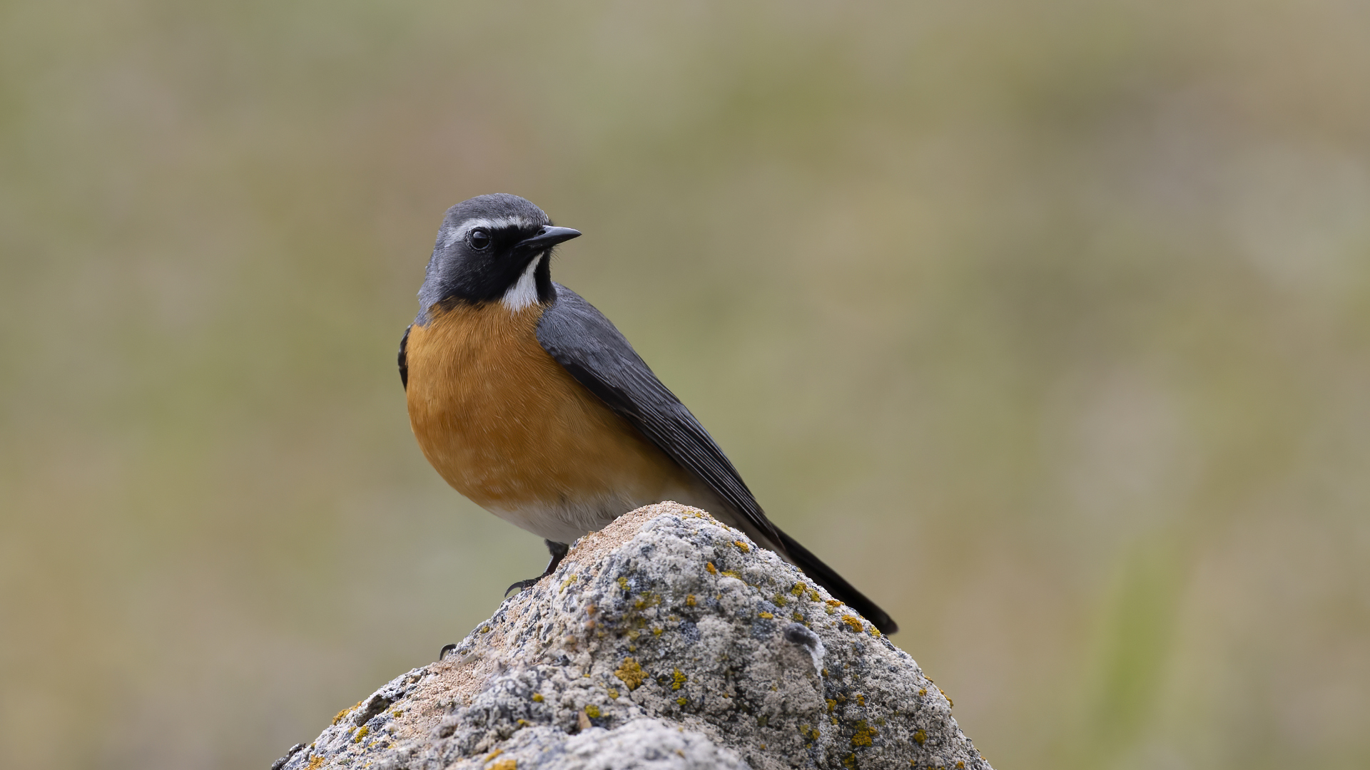 White-throated Robin