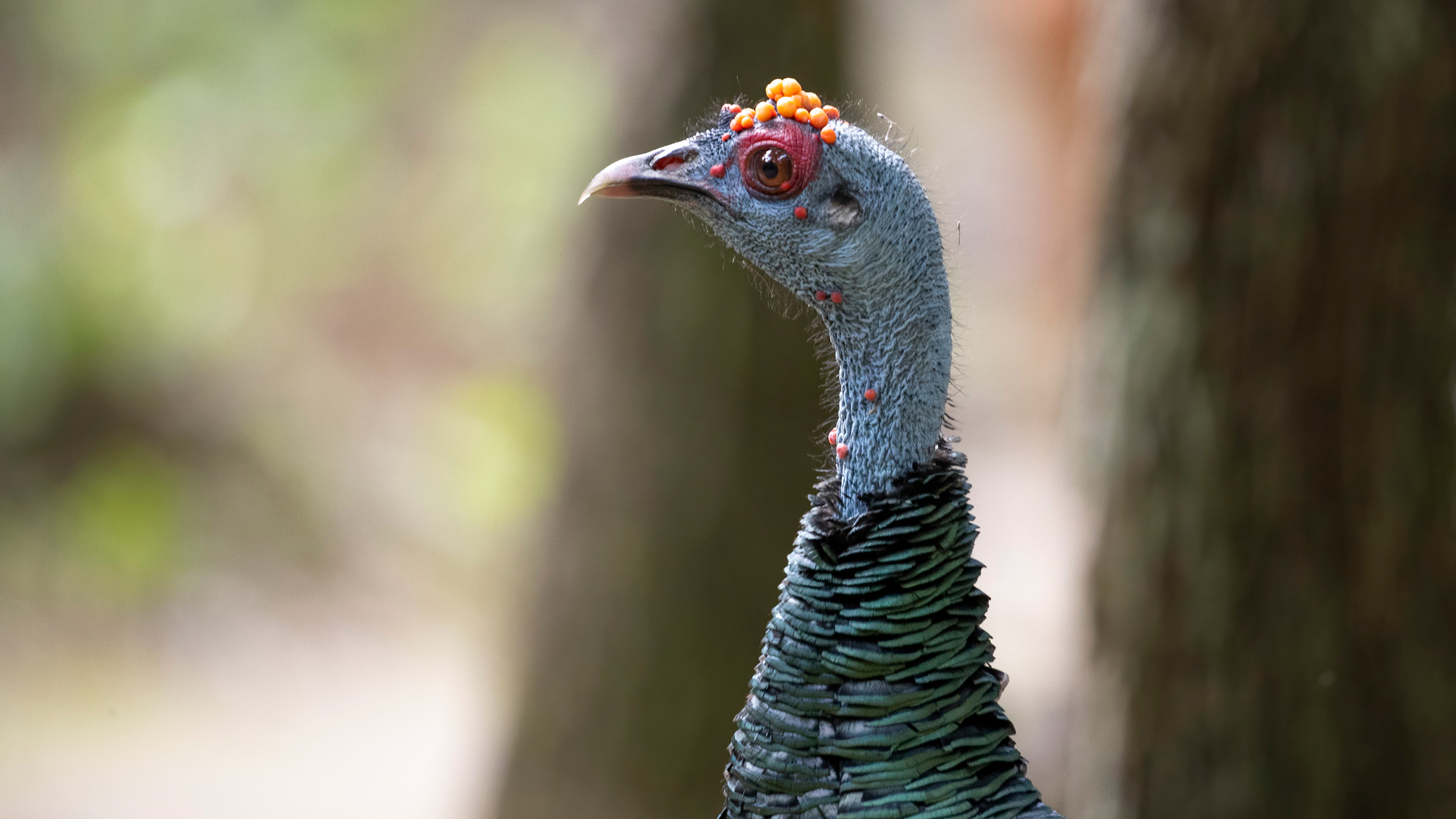 Ocellated Turkey