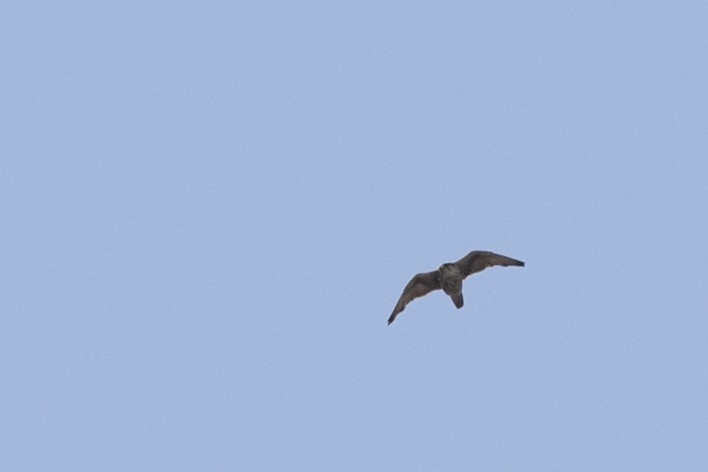 Saker Falcon