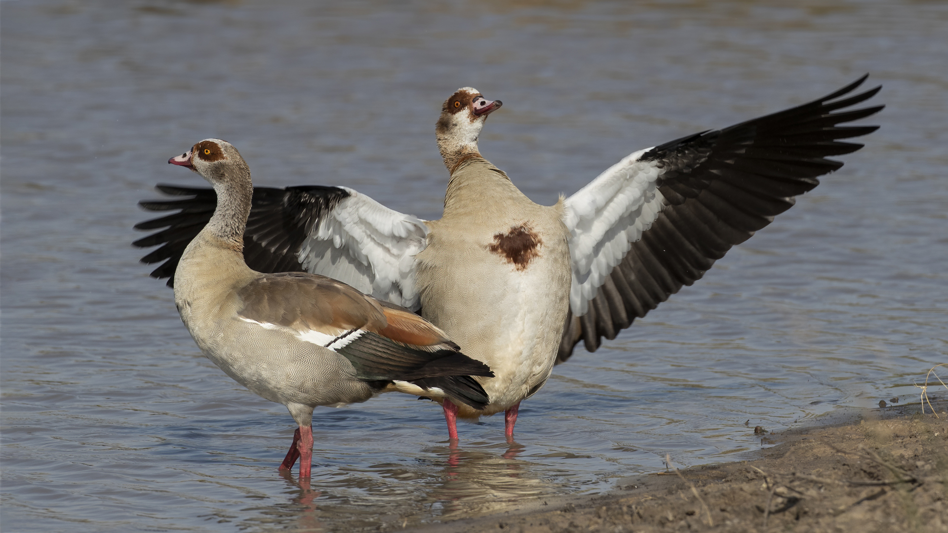 Egyptian Goose