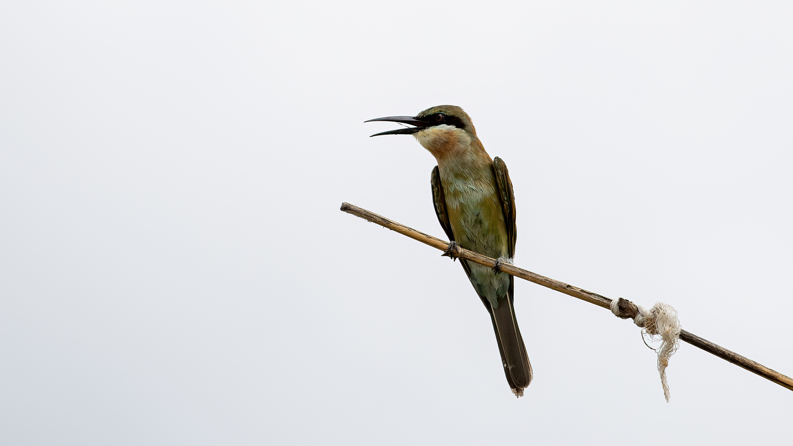 Abbott's Babbler
