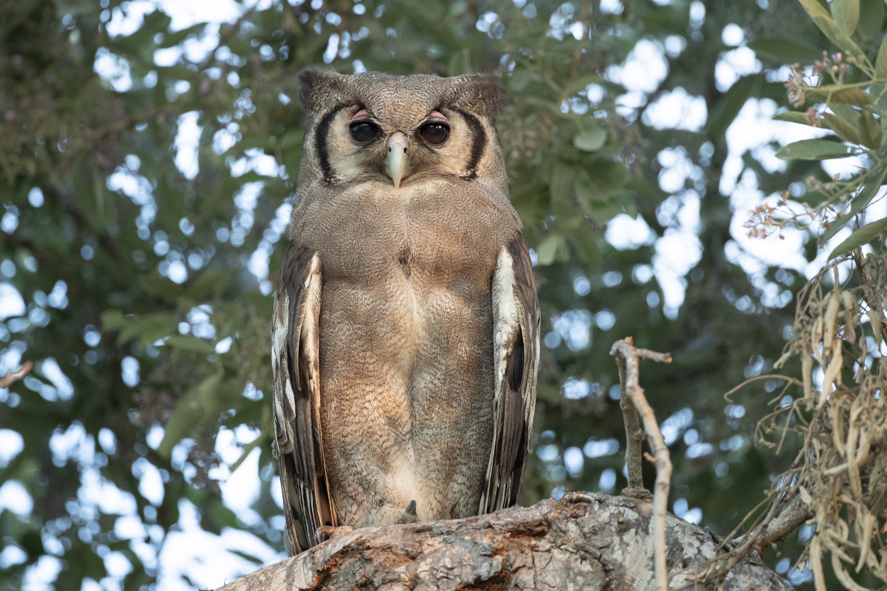 Verreaux's Eagle-owl
