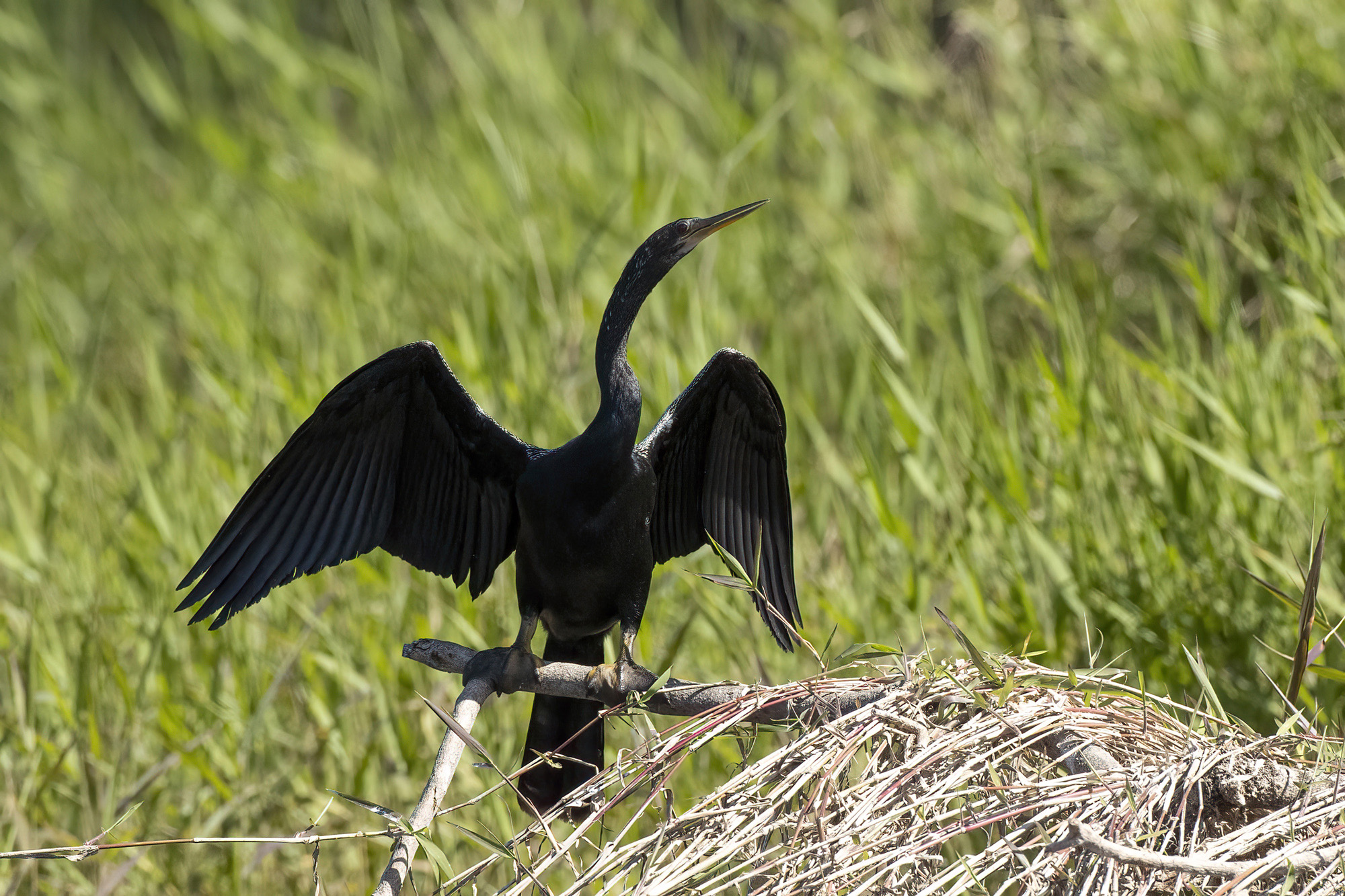 Anhinga