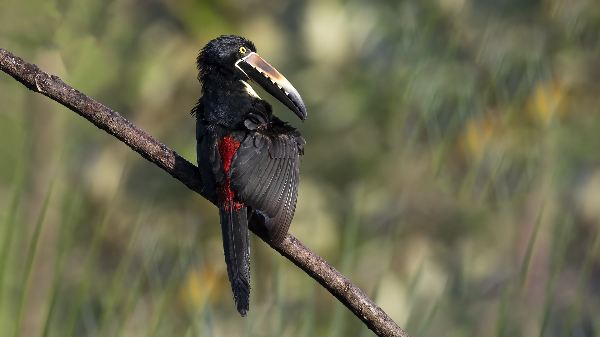 Collared Aracari